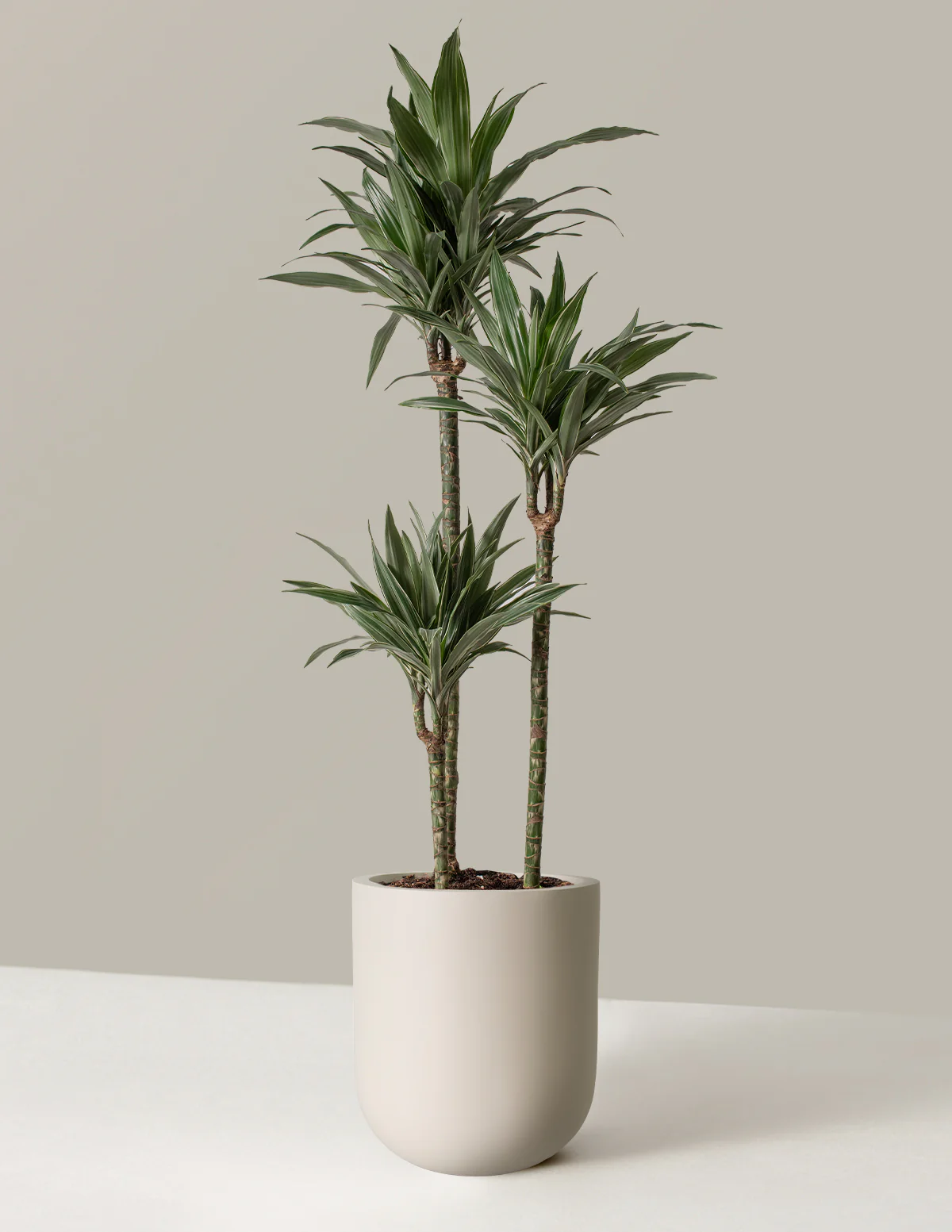 Large Dracaena Warneckii - Image 13