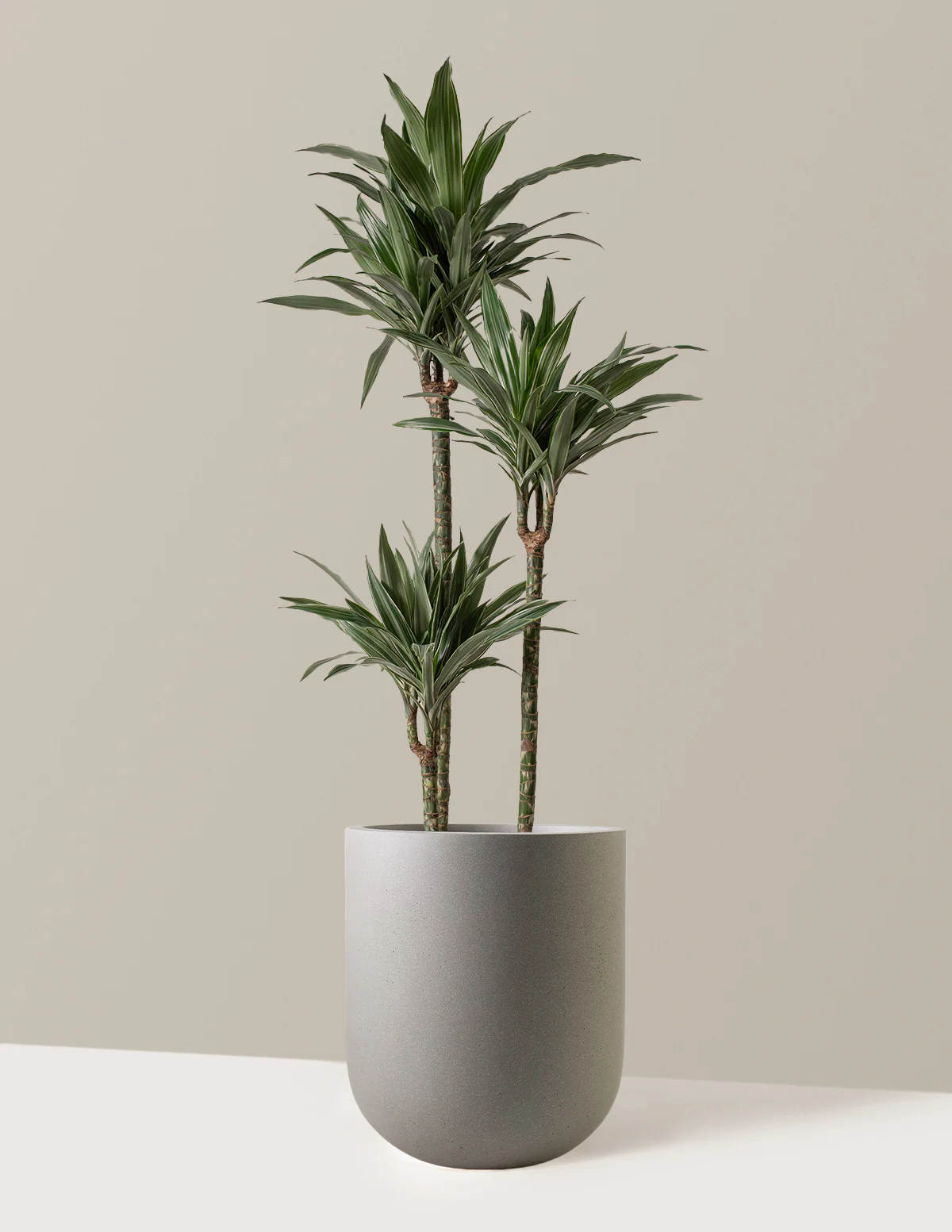 Large Dracaena Warneckii - Image 14