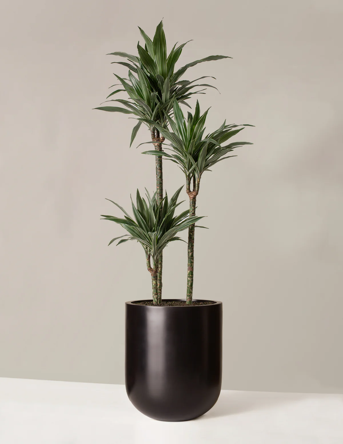 Large Dracaena Warneckii - Image 15