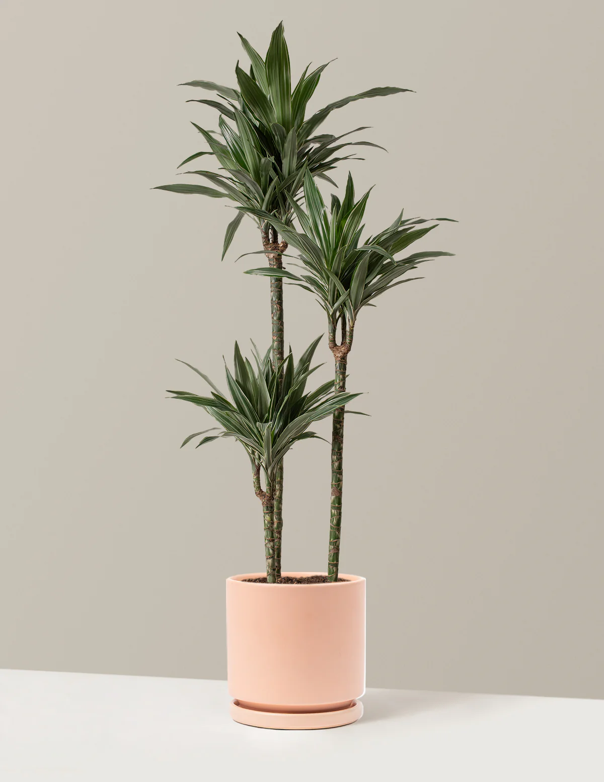 Large Dracaena Warneckii - Image 16