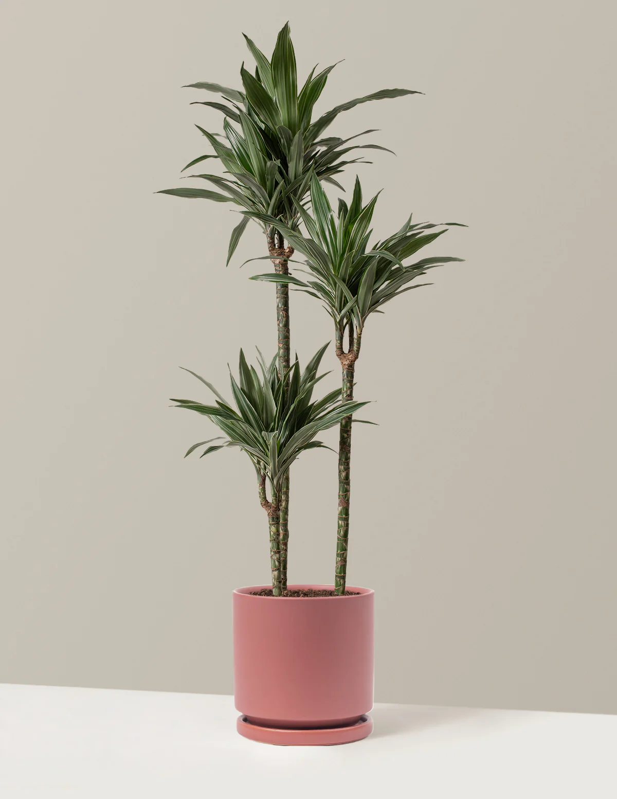 Large Dracaena Warneckii - Image 17
