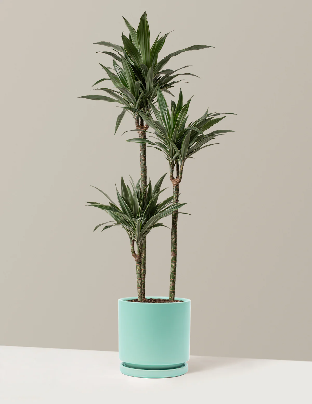 Large Dracaena Warneckii - Image 18