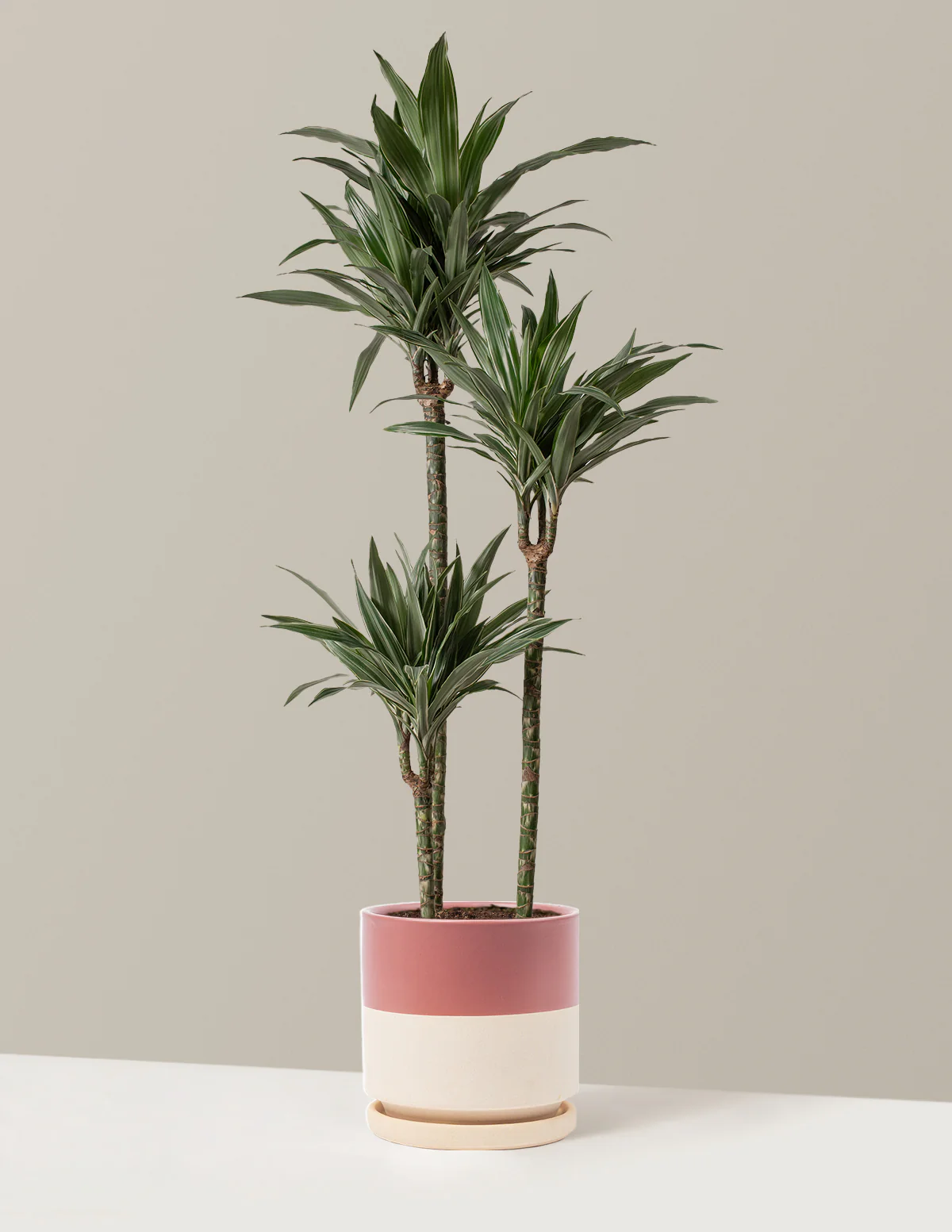Large Dracaena Warneckii - Image 19