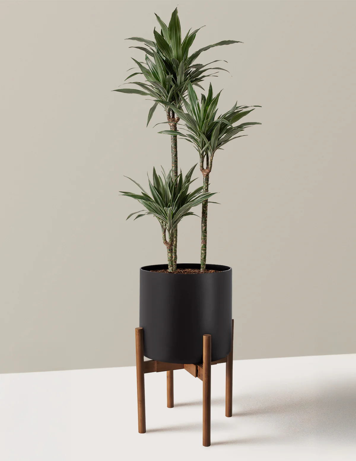 Large Dracaena Warneckii - Image 20