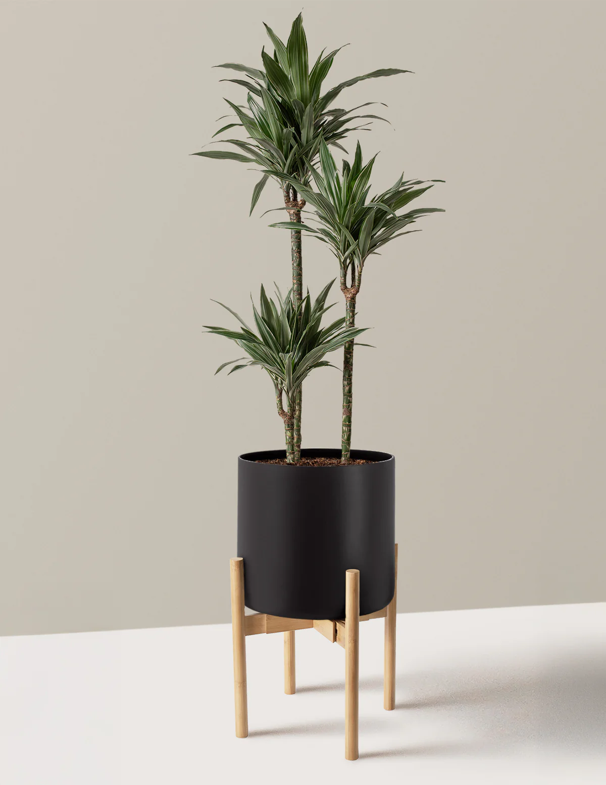 Large Dracaena Warneckii - Image 21