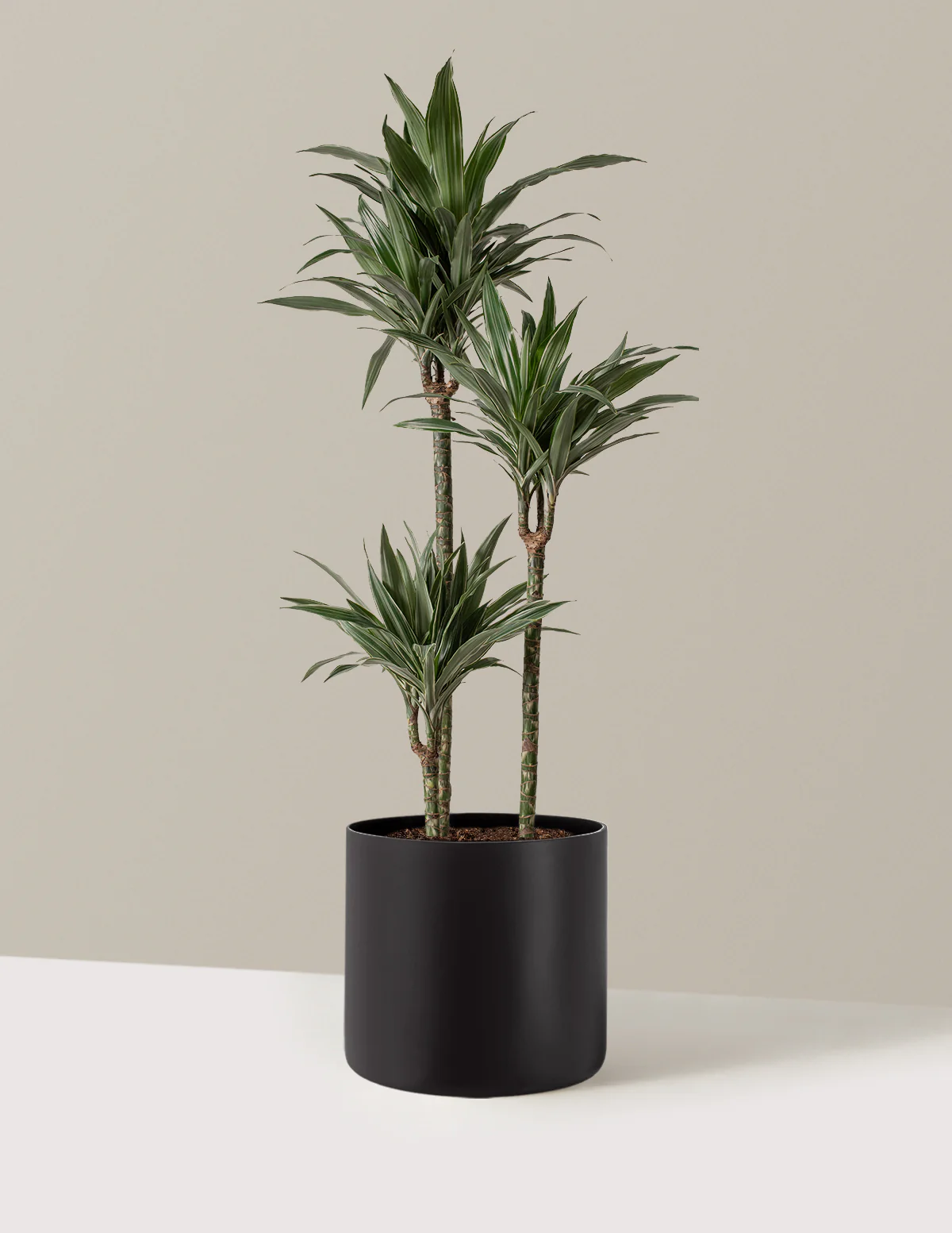 Large Dracaena Warneckii - Image 22