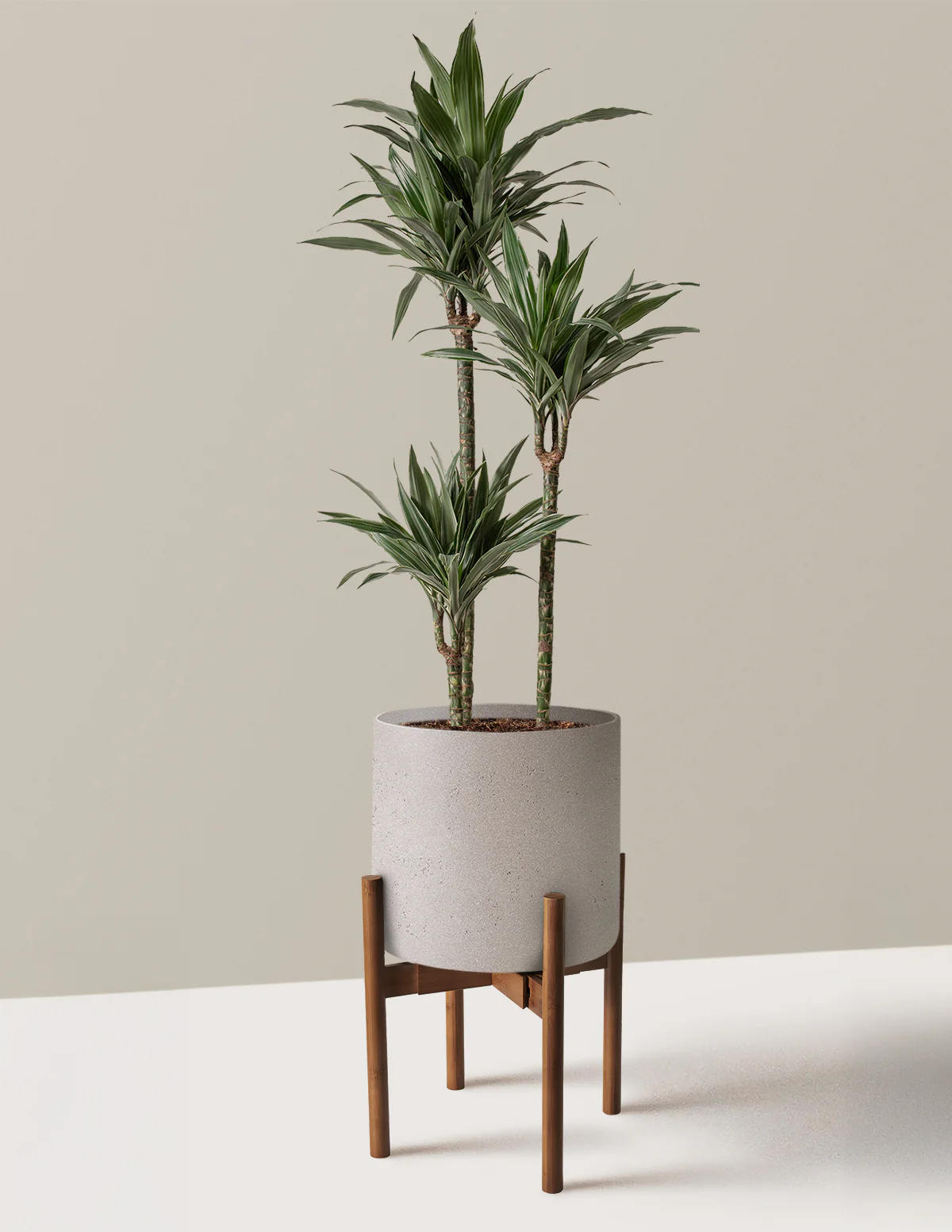 Large Dracaena Warneckii - Image 23