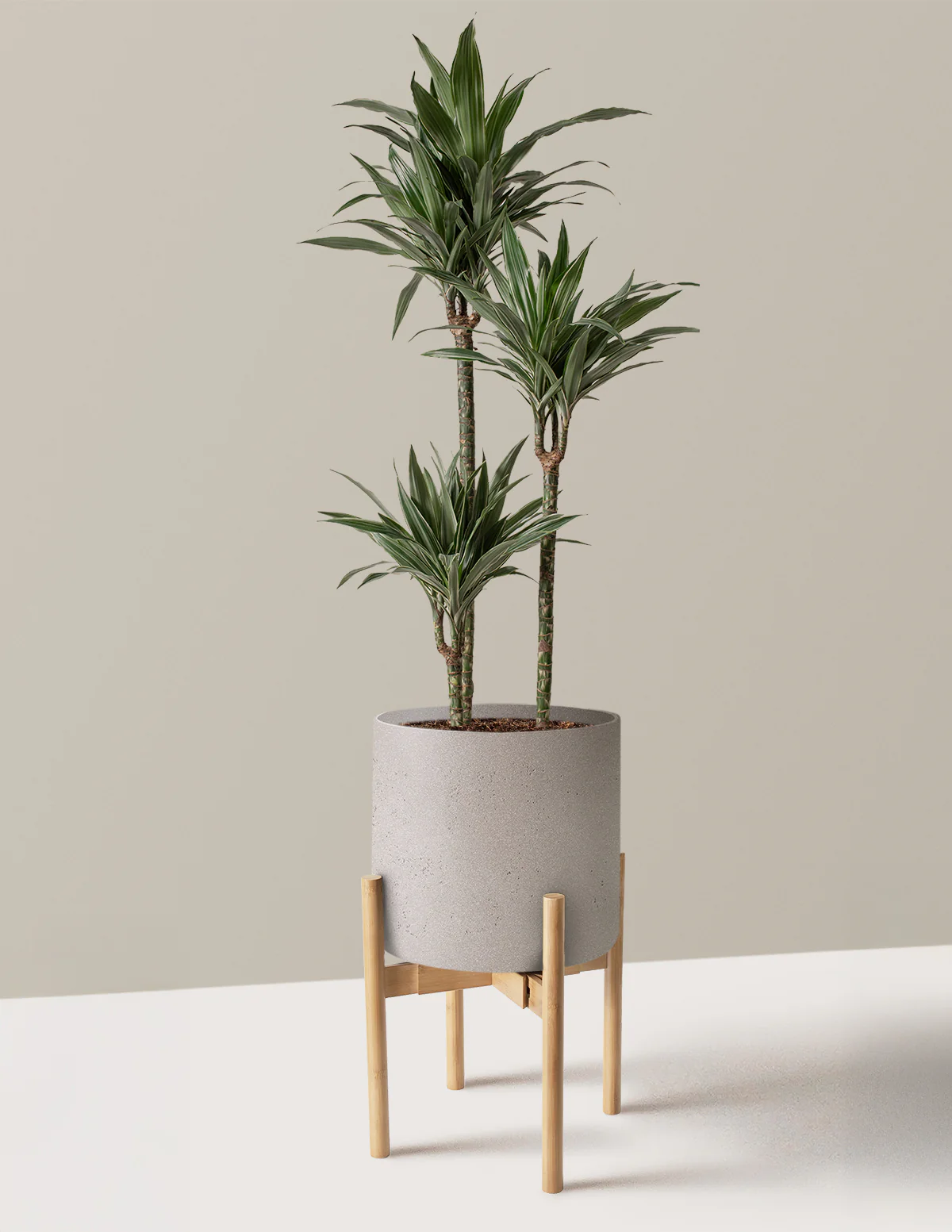 Large Dracaena Warneckii - Image 24