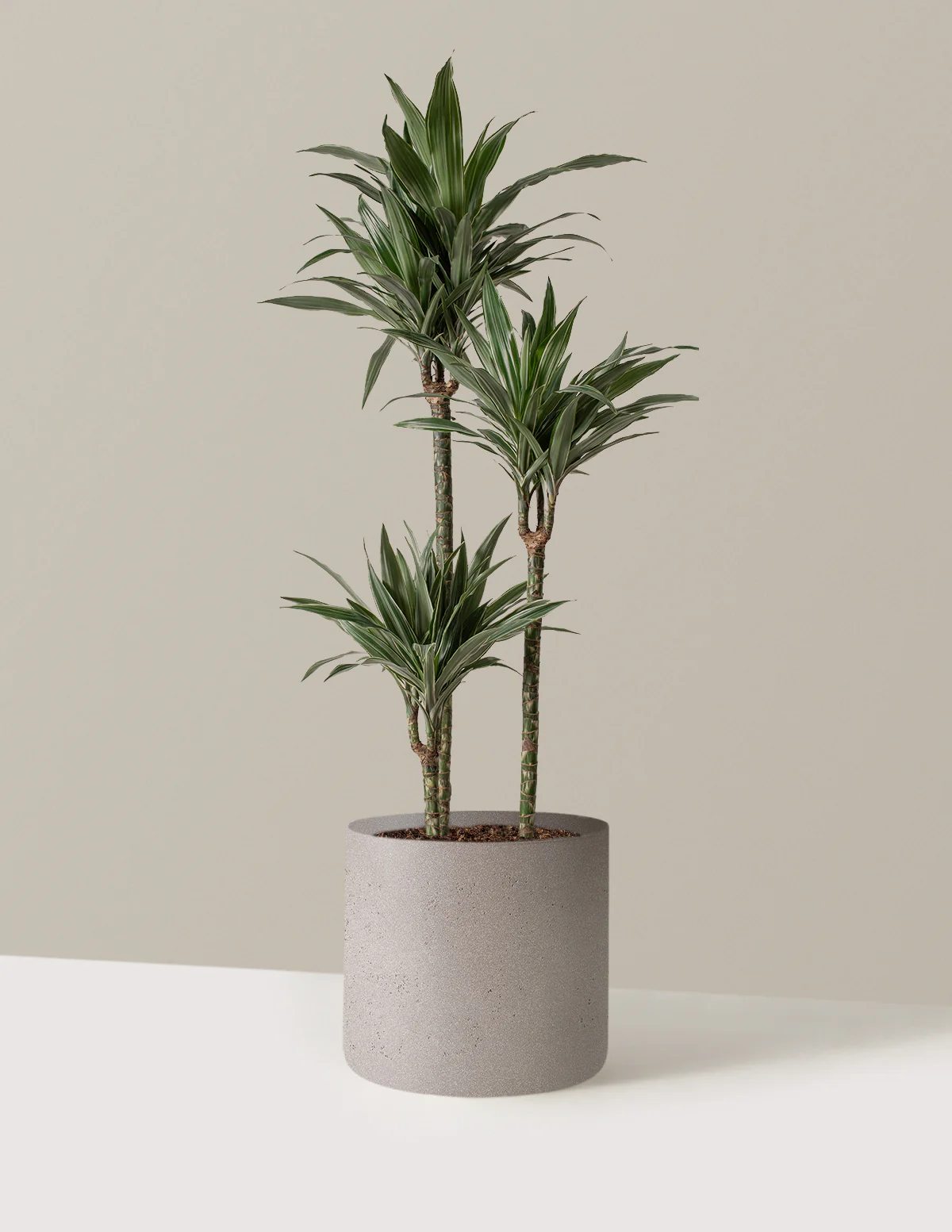 Large Dracaena Warneckii - Image 25