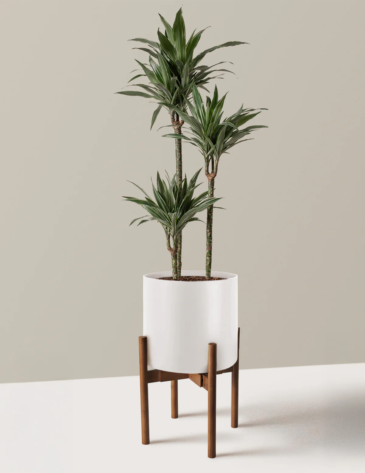 Large Dracaena Warneckii - Image 26