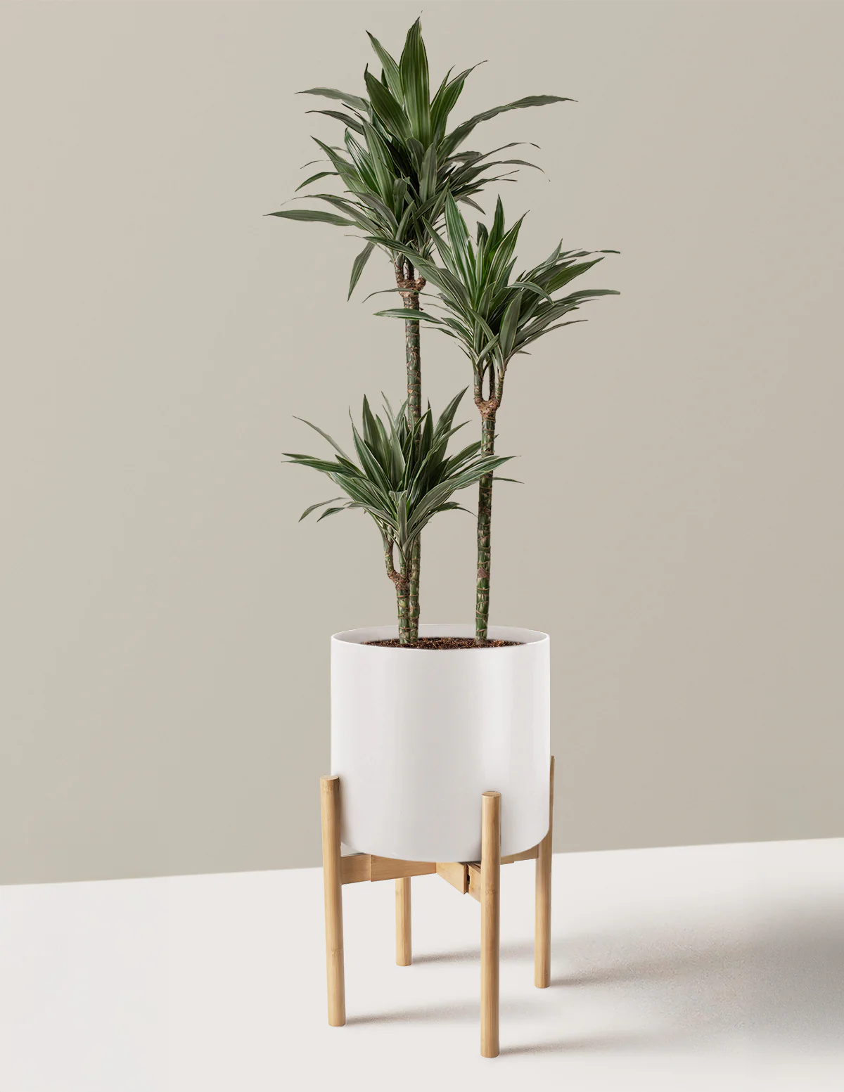 Large Dracaena Warneckii - Image 27