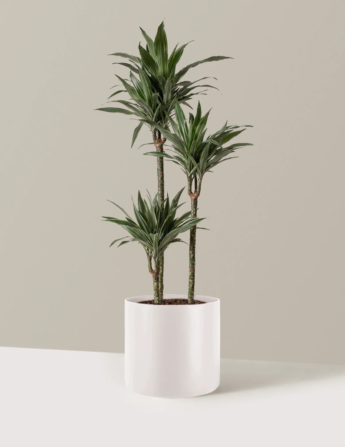 Large Dracaena Warneckii - Image 28