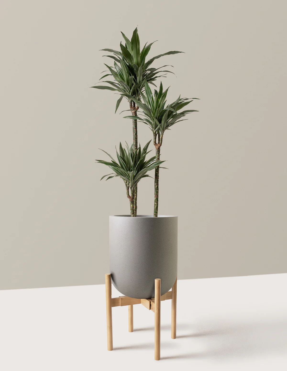 Large Dracaena Warneckii - Image 29