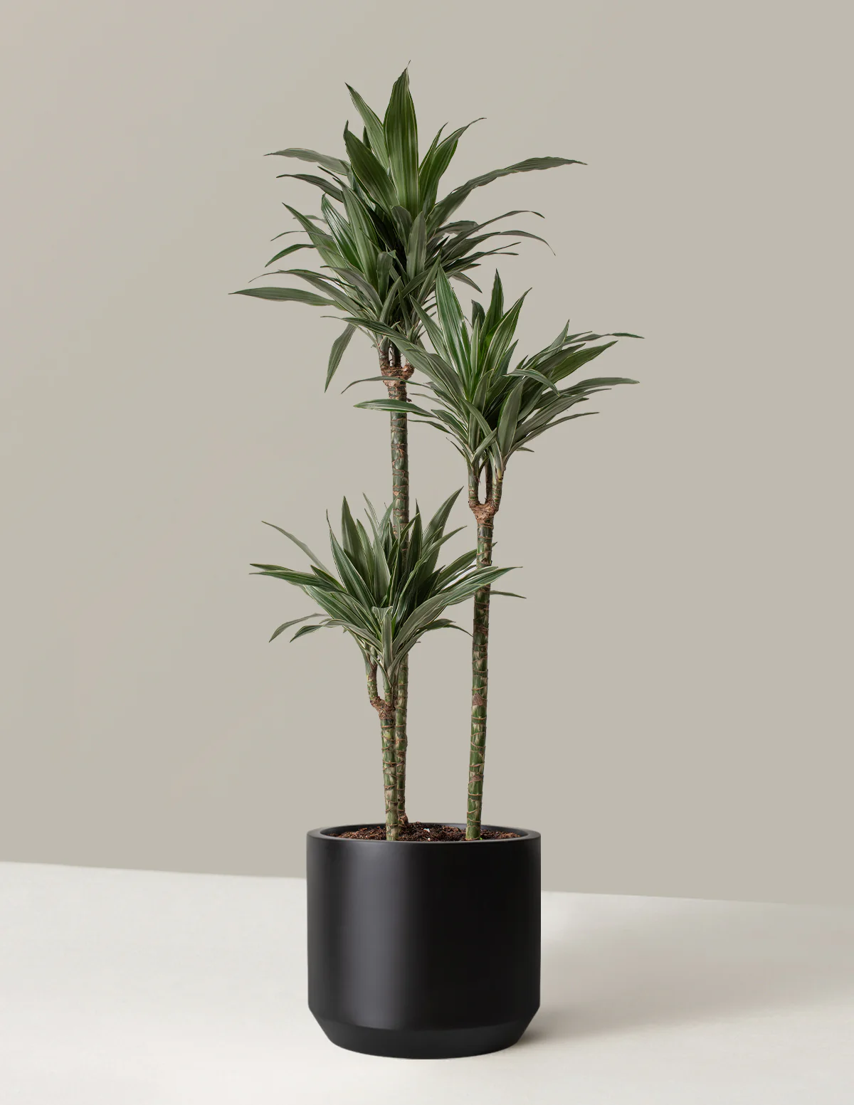 Large Dracaena Warneckii - Image 3