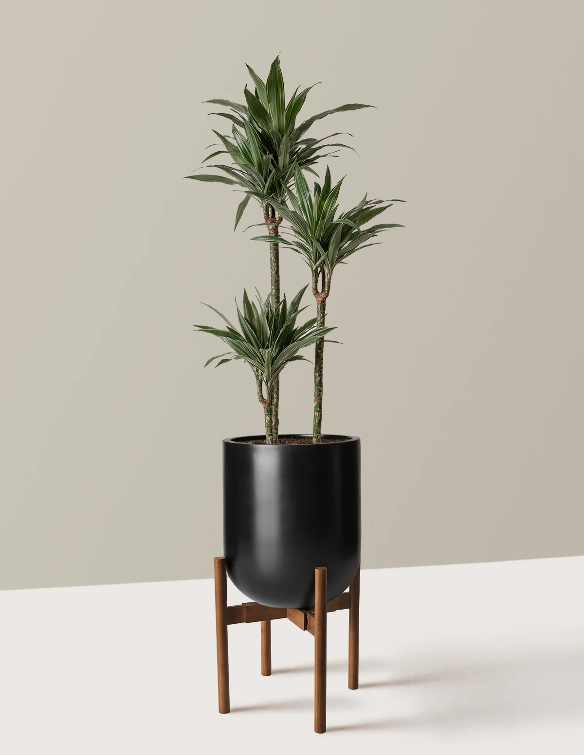 Large Dracaena Warneckii - Image 30
