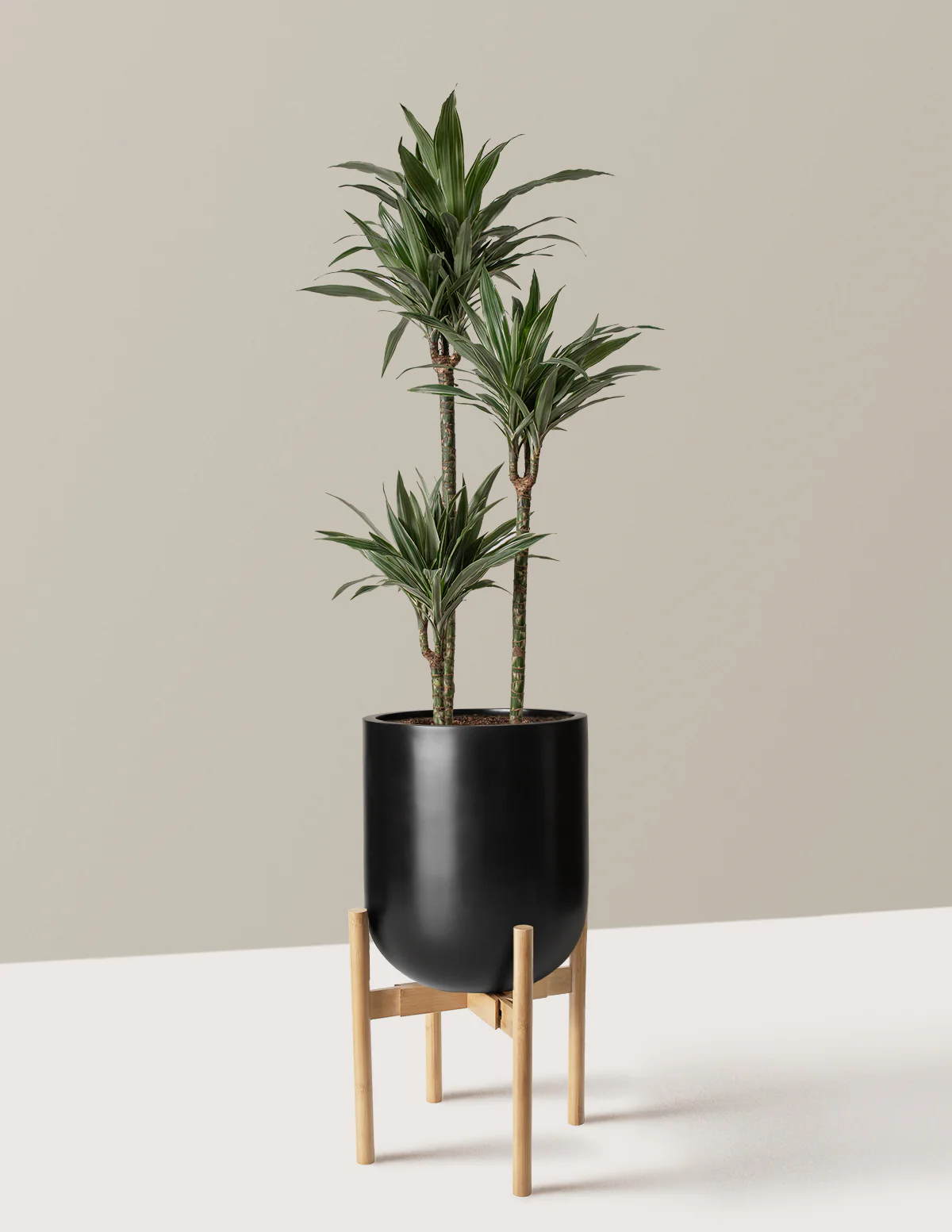Large Dracaena Warneckii - Image 31