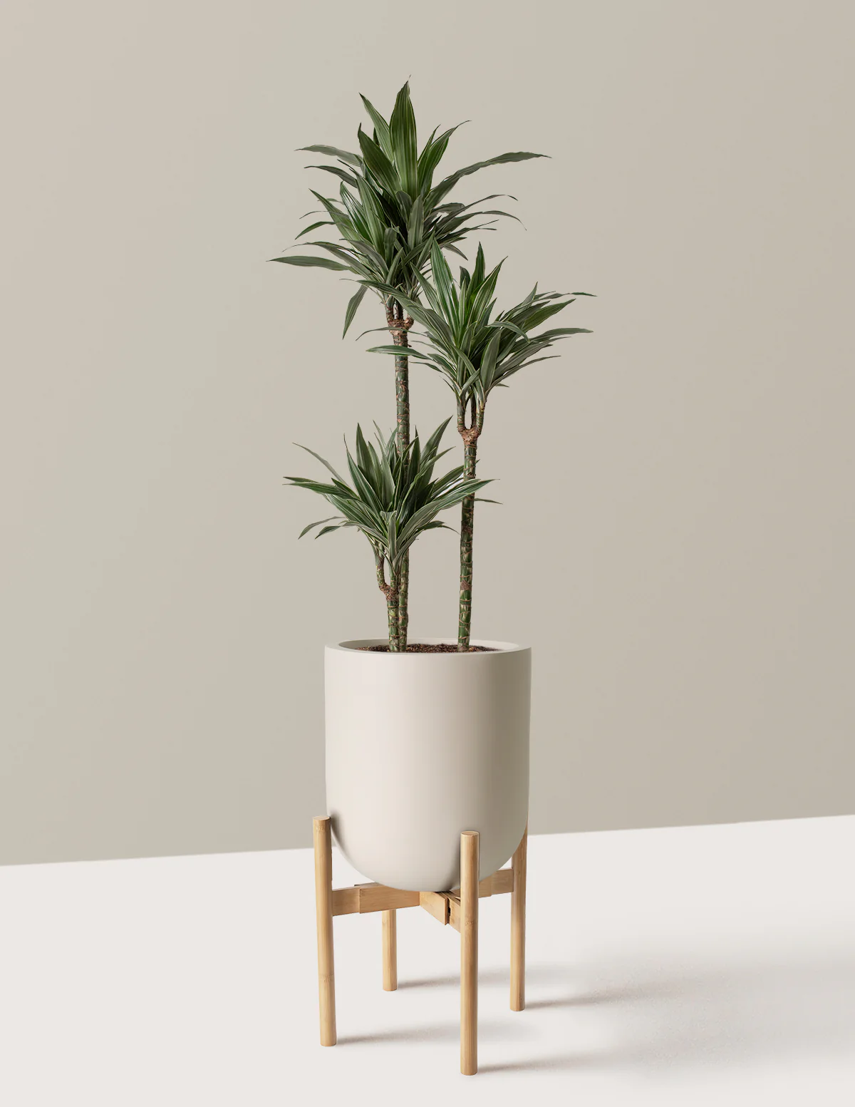 Large Dracaena Warneckii - Image 32