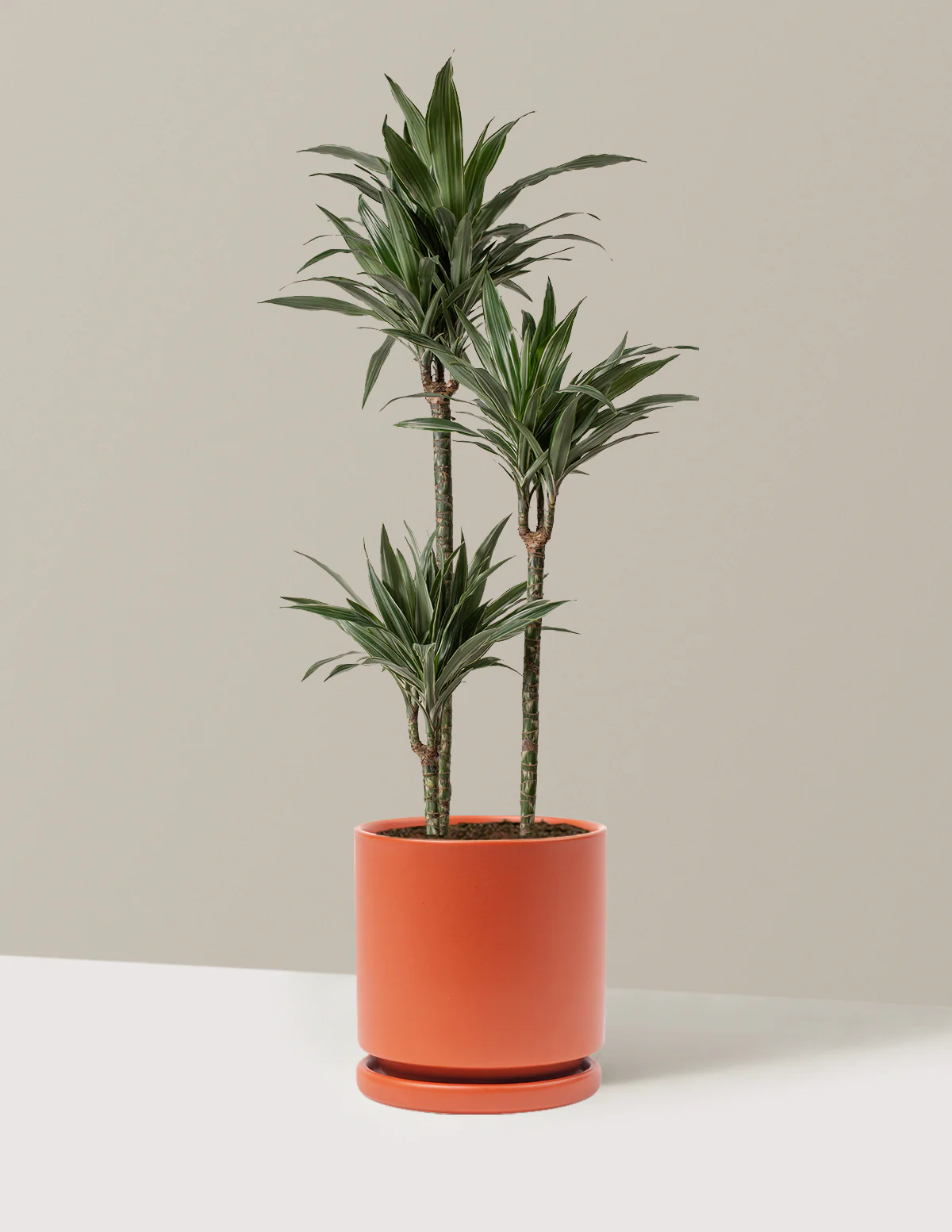 Large Dracaena Warneckii - Image 33