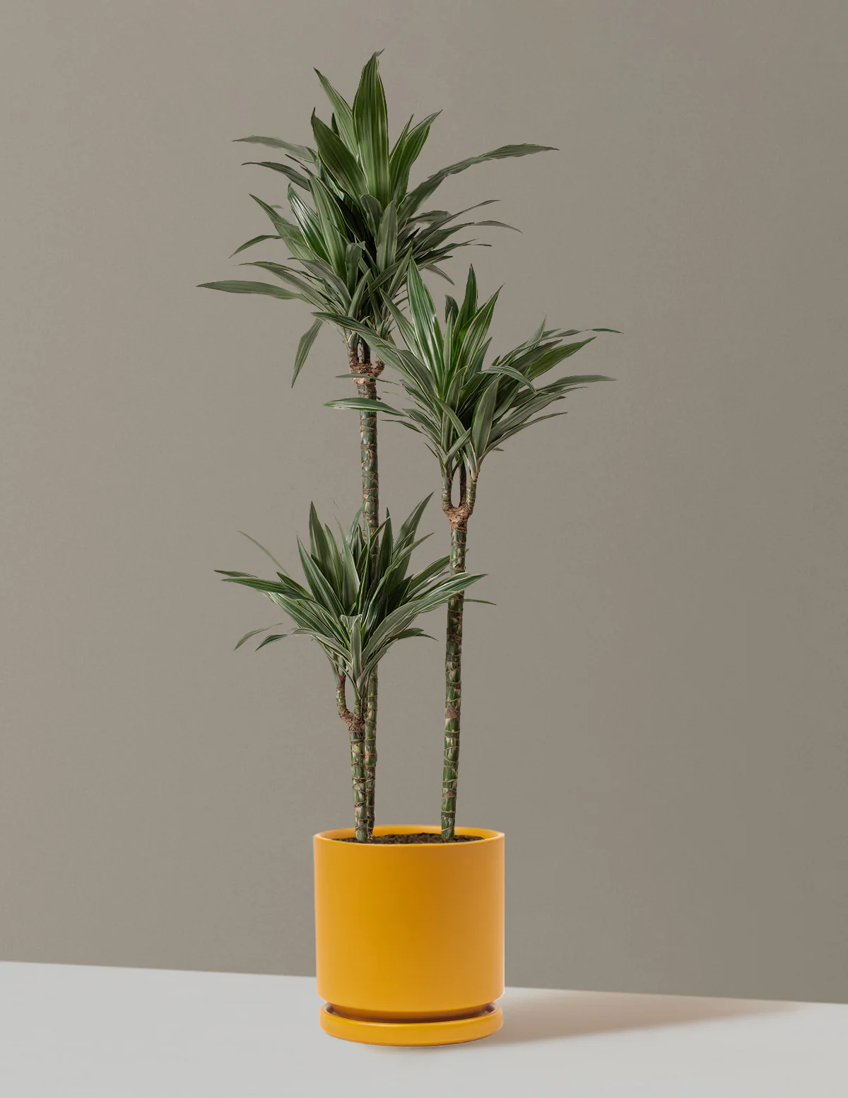 Large Dracaena Warneckii - Image 34