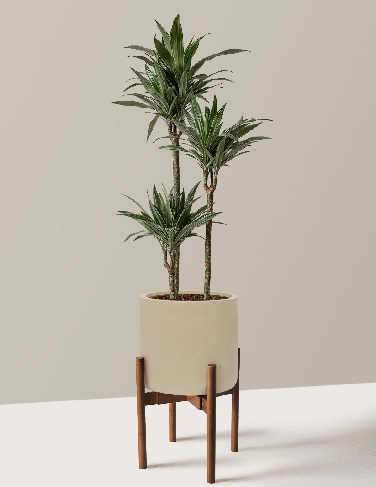 Large Dracaena Warneckii - Image 35