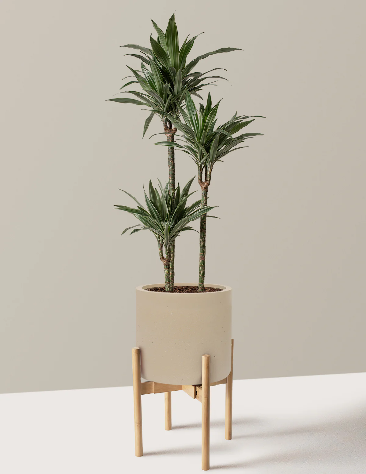 Large Dracaena Warneckii - Image 36