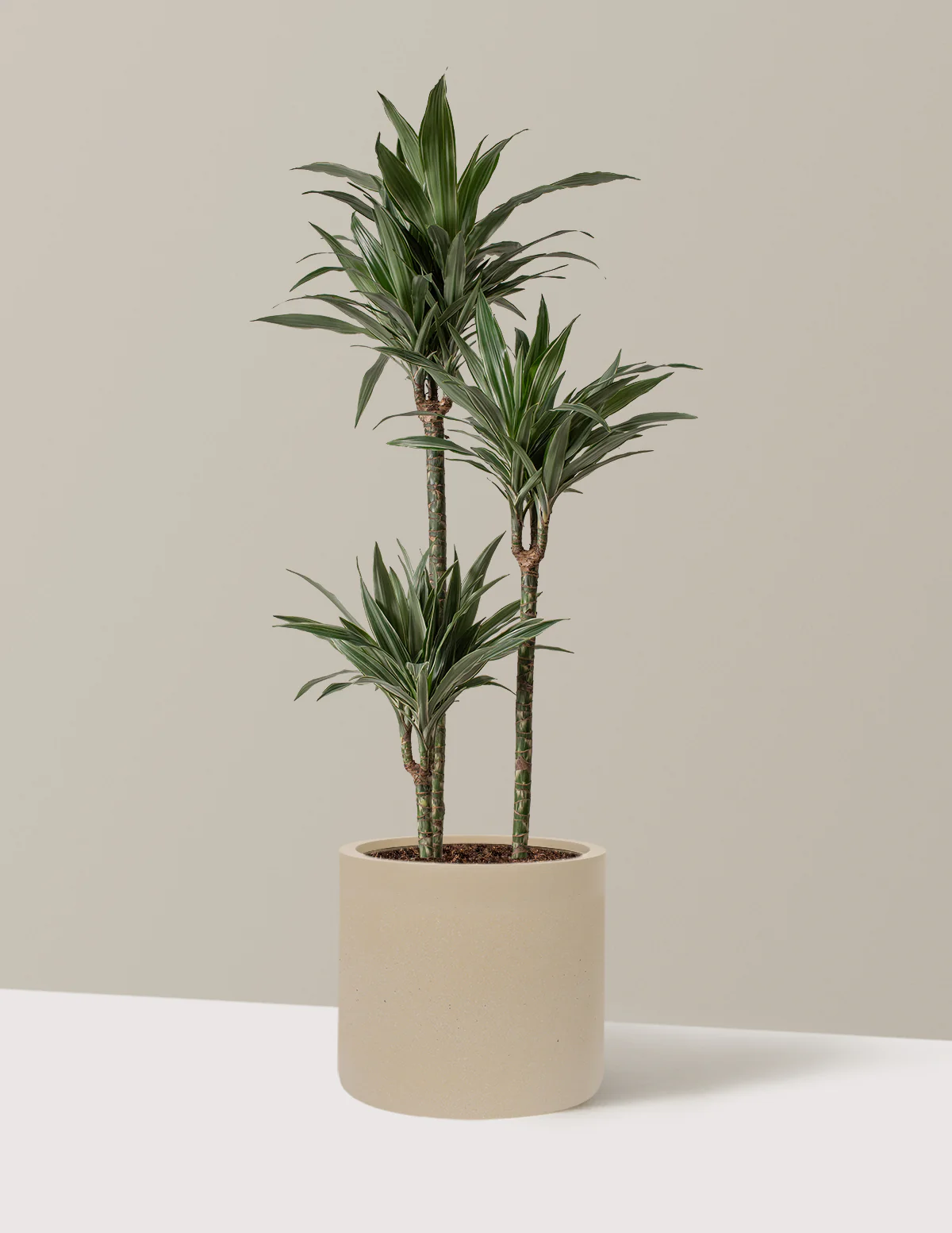 Large Dracaena Warneckii - Image 37