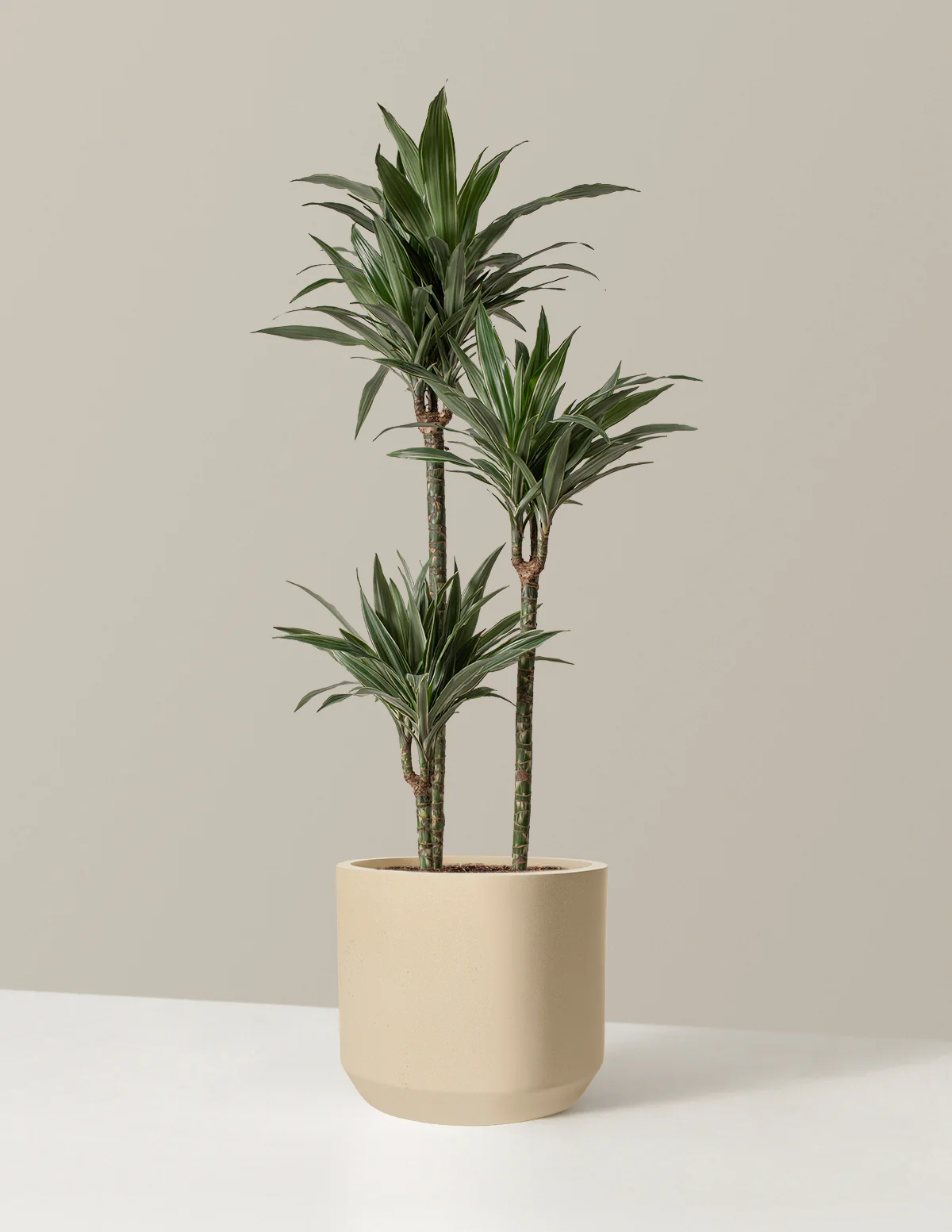 Large Dracaena Warneckii - Image 38