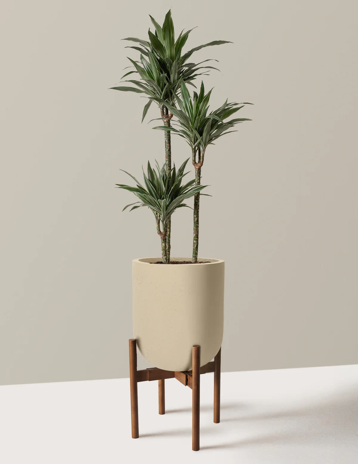 Large Dracaena Warneckii - Image 39