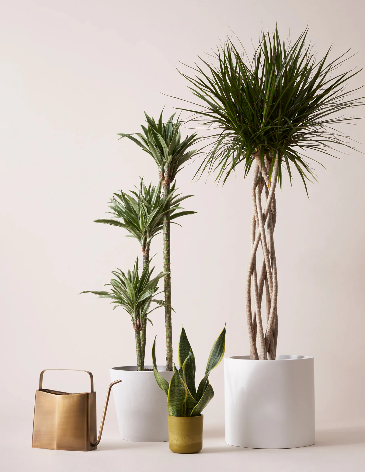 Large Dracaena Warneckii - Image 4
