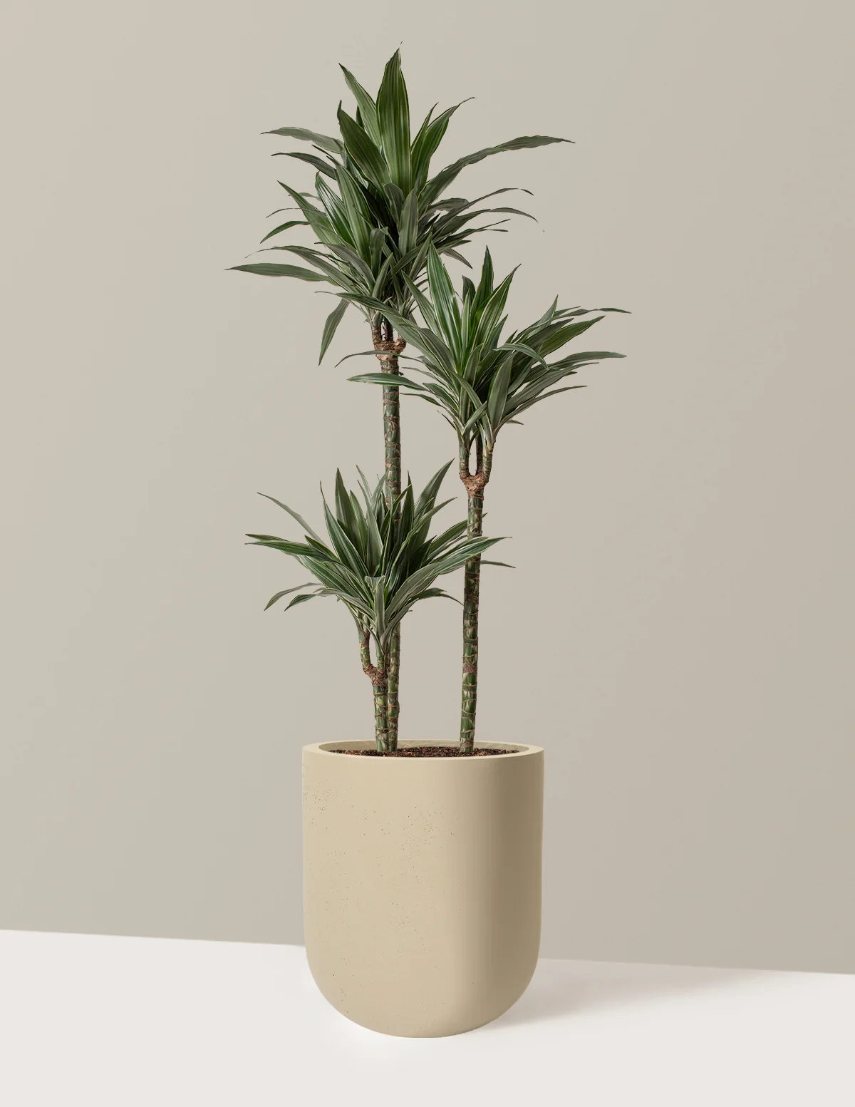 Large Dracaena Warneckii - Image 40
