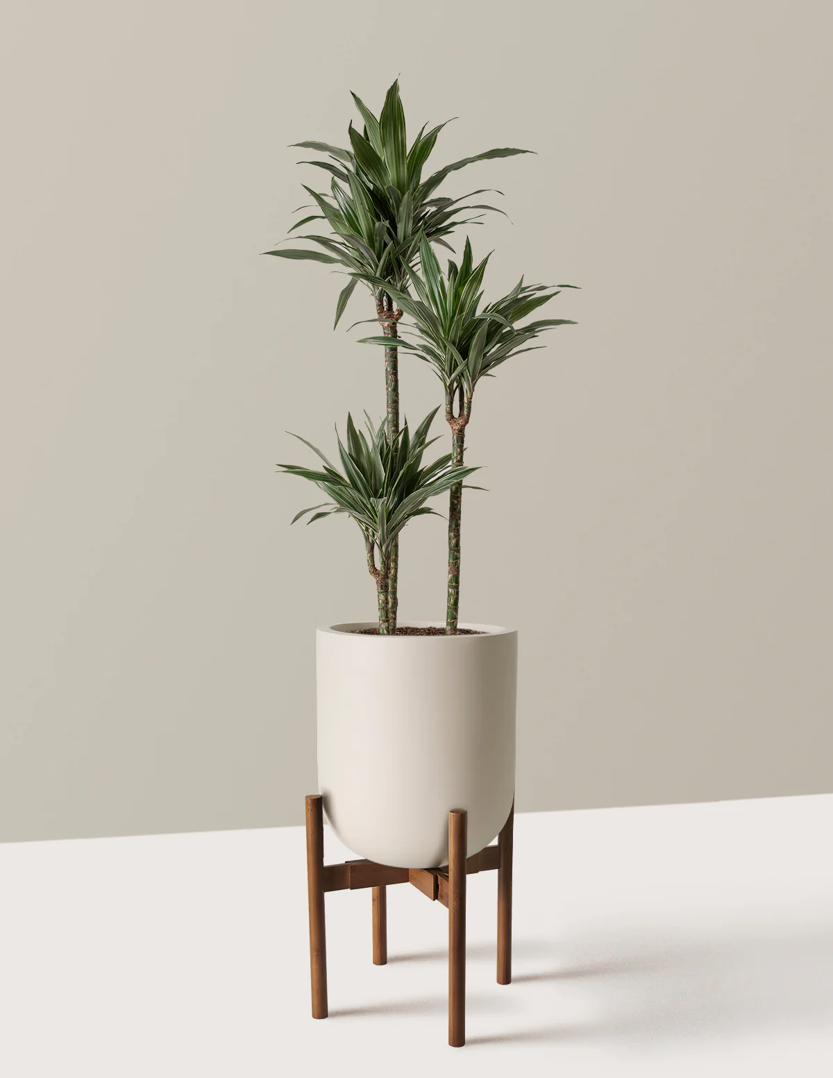 Large Dracaena Warneckii - Image 5