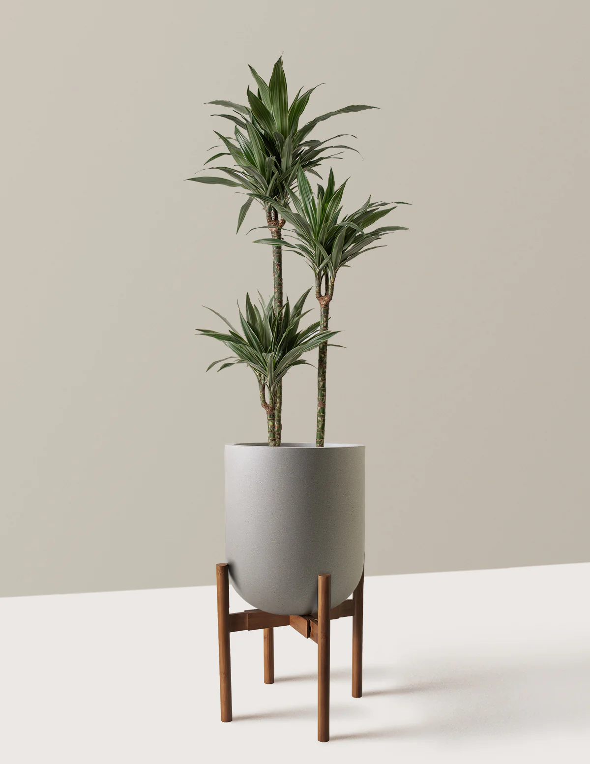 Large Dracaena Warneckii - Image 6