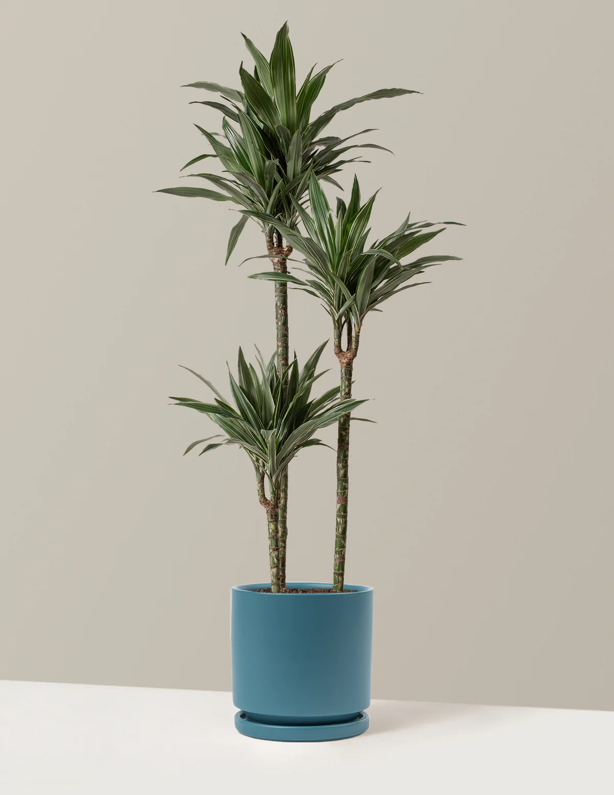 Large Dracaena Warneckii - Image 7