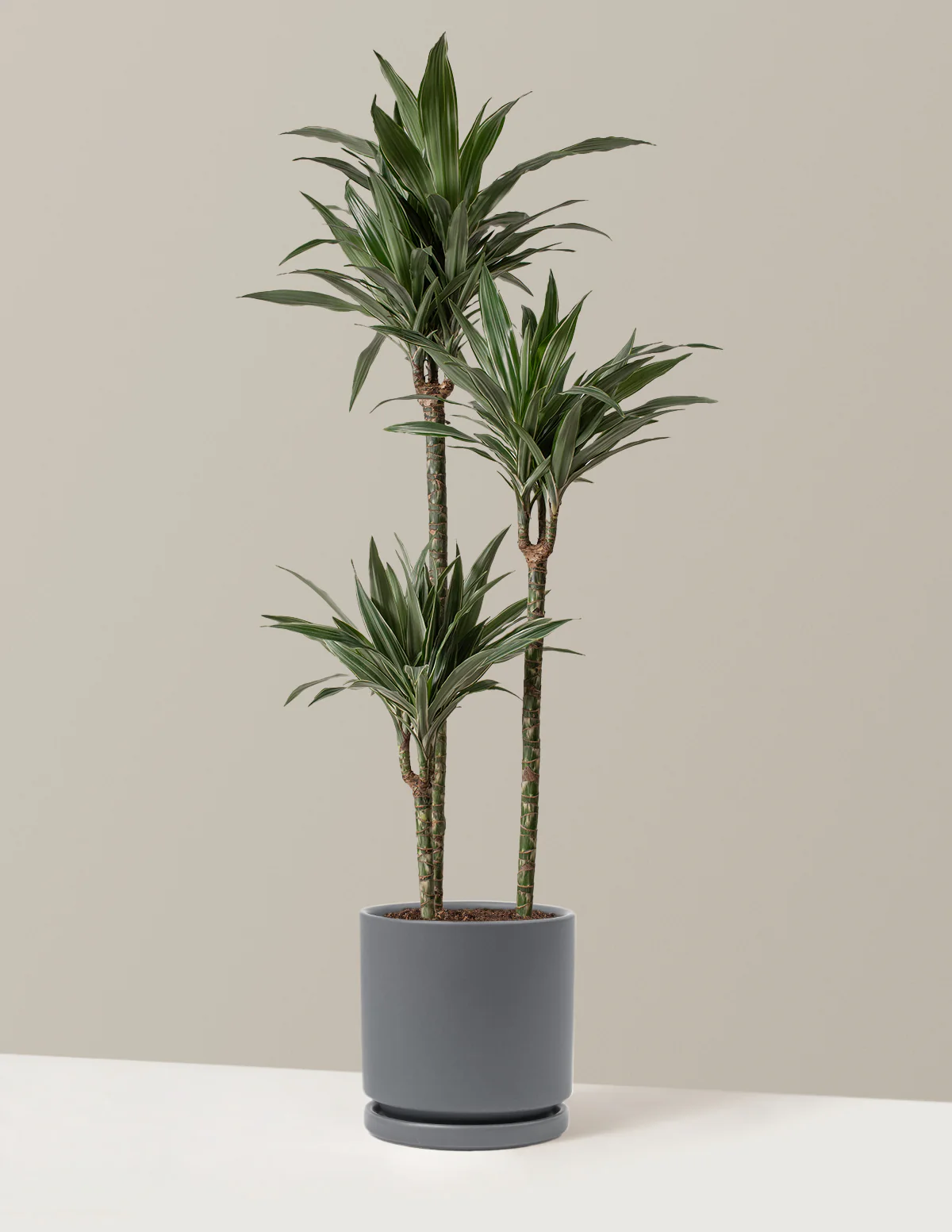 Large Dracaena Warneckii - Image 8