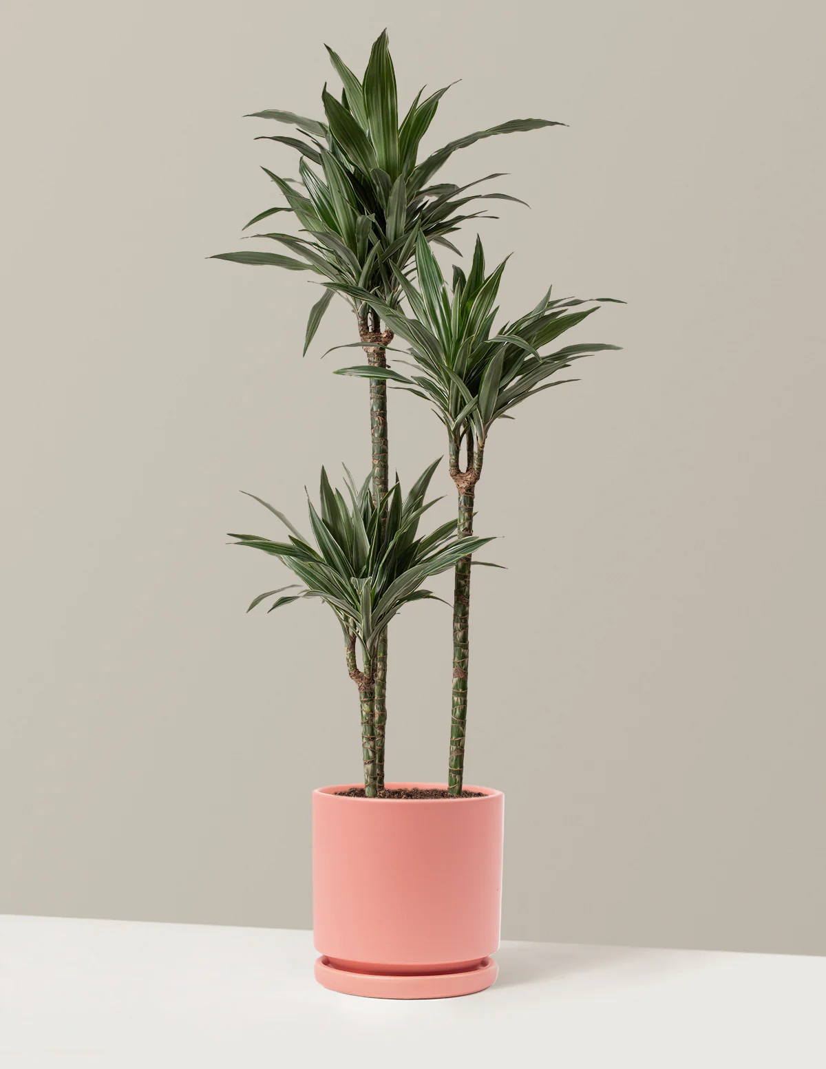 Large Dracaena Warneckii - Image 9