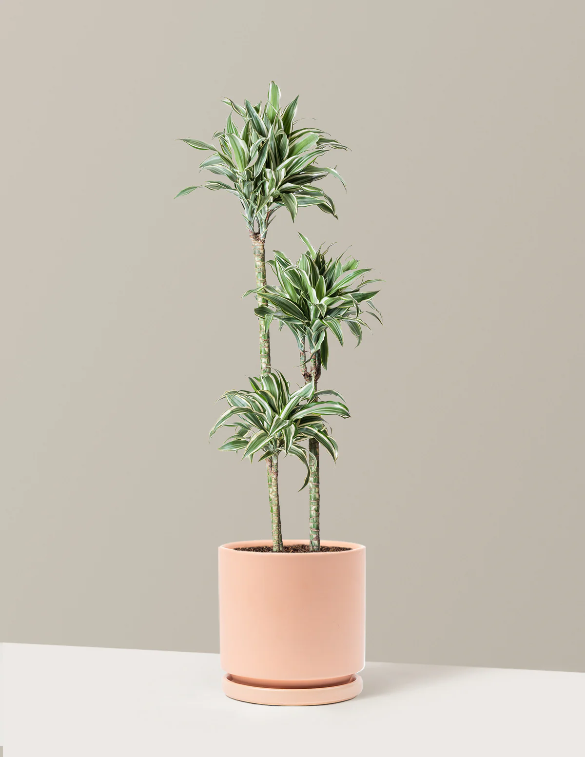 Large Dracaena Warneckii White Jewel - Image 10