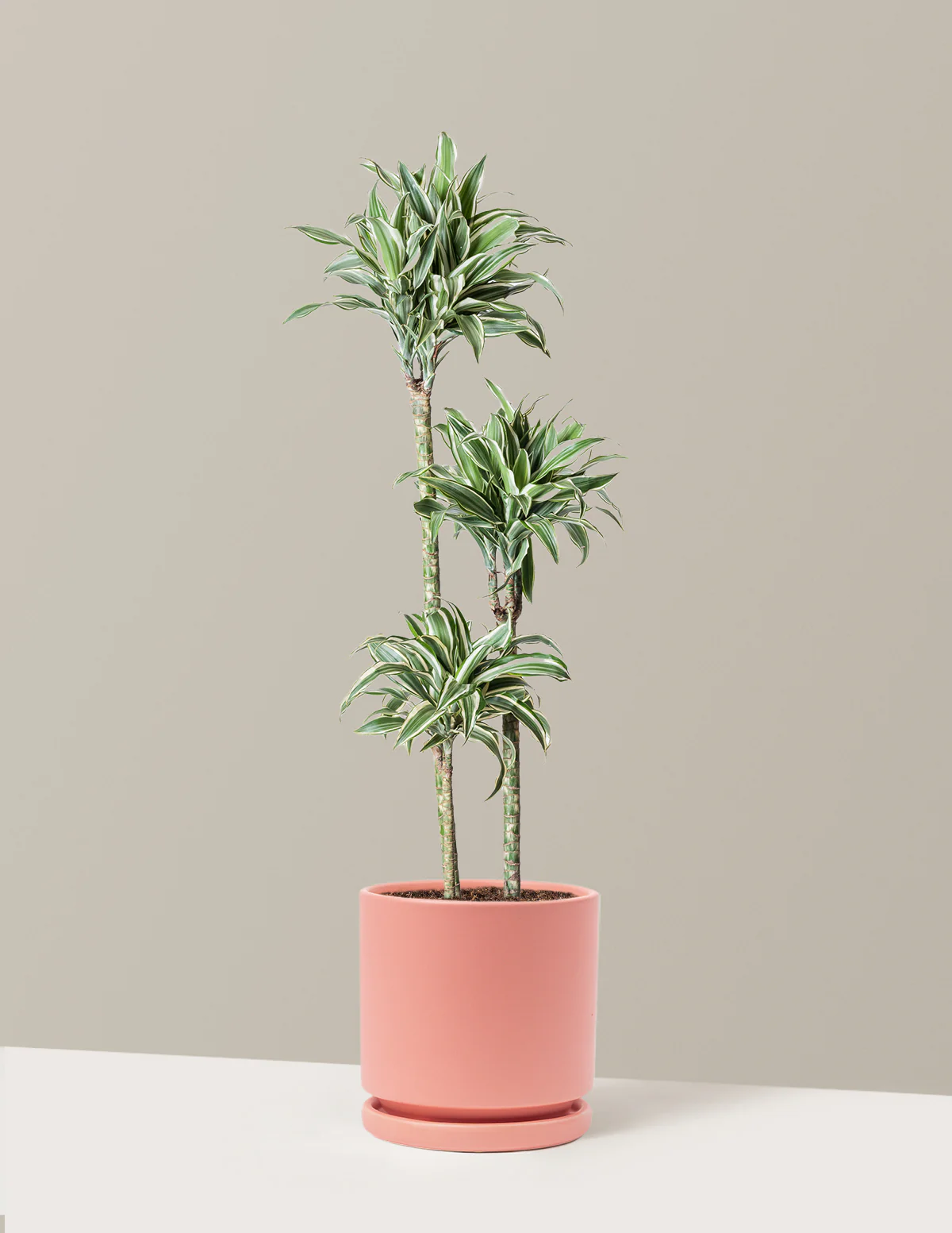 Large Dracaena Warneckii White Jewel - Image 11