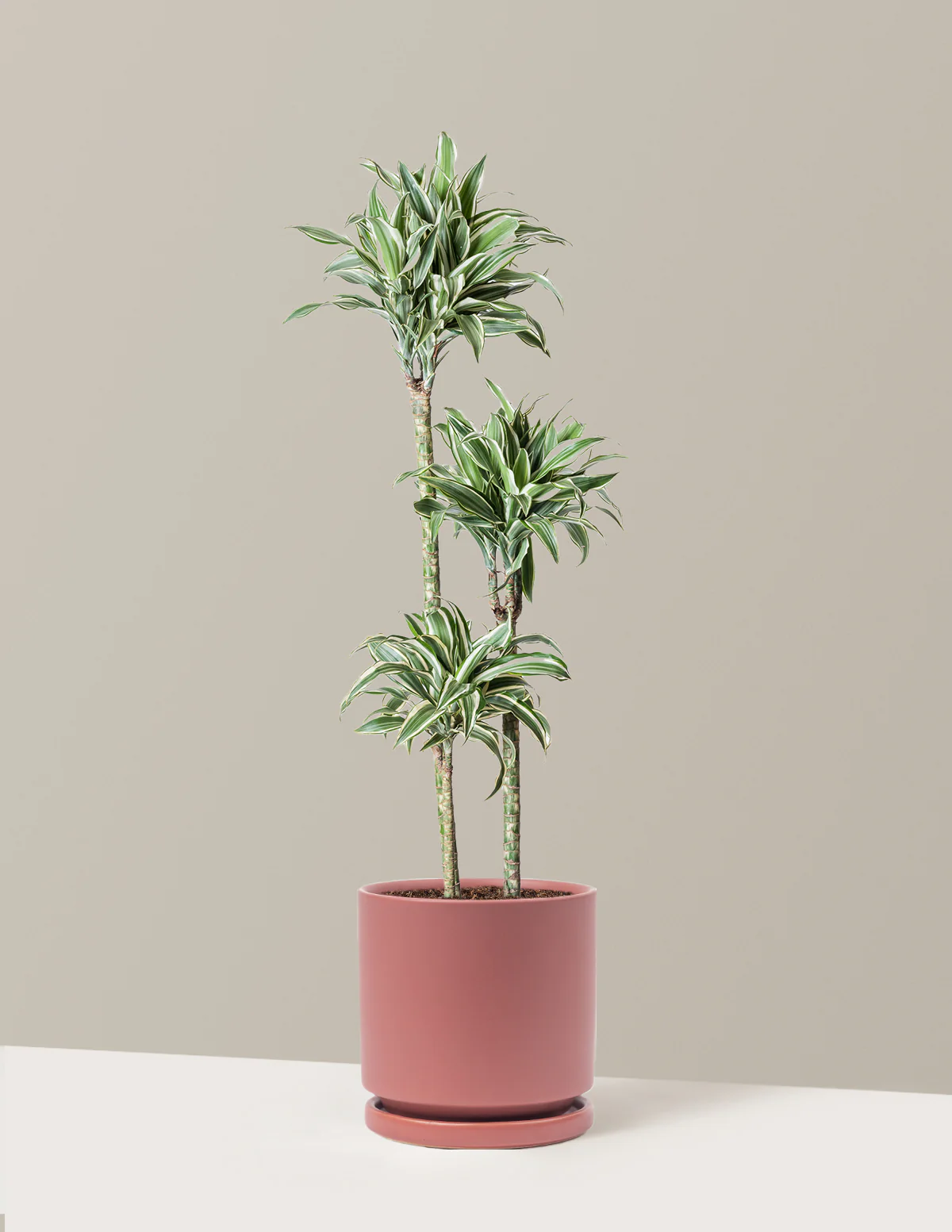 Large Dracaena Warneckii White Jewel - Image 12