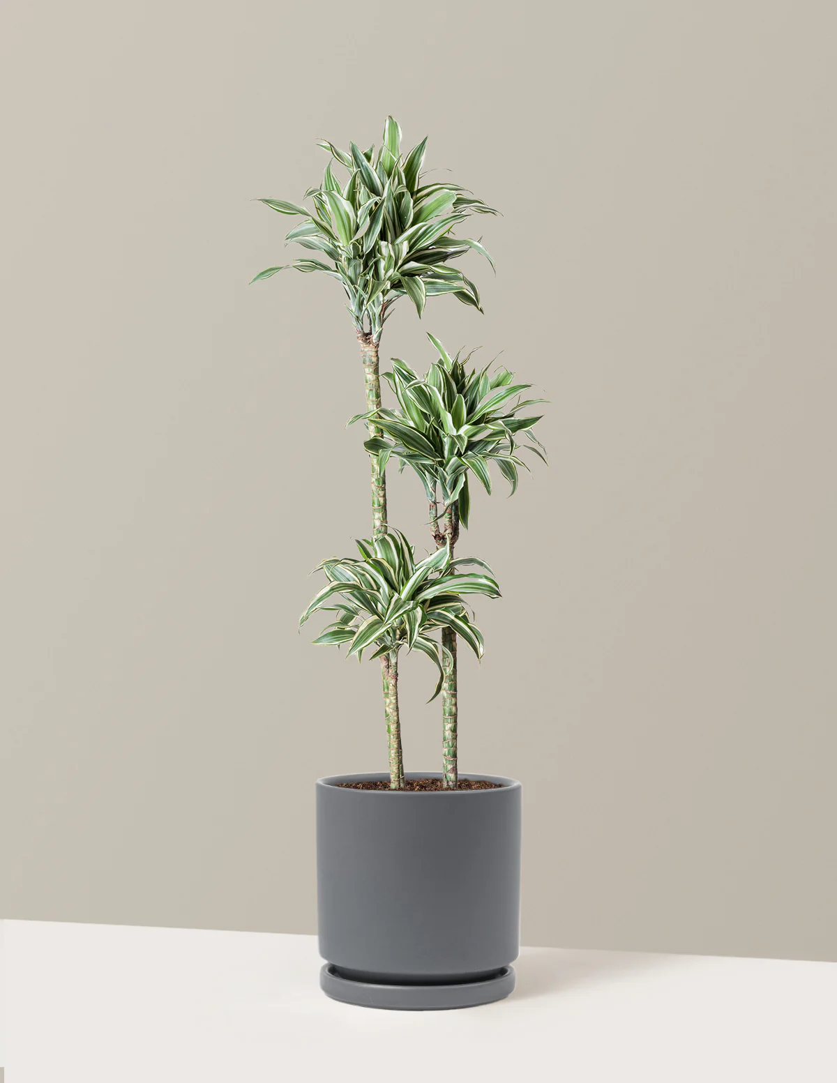Large Dracaena Warneckii White Jewel - Image 13