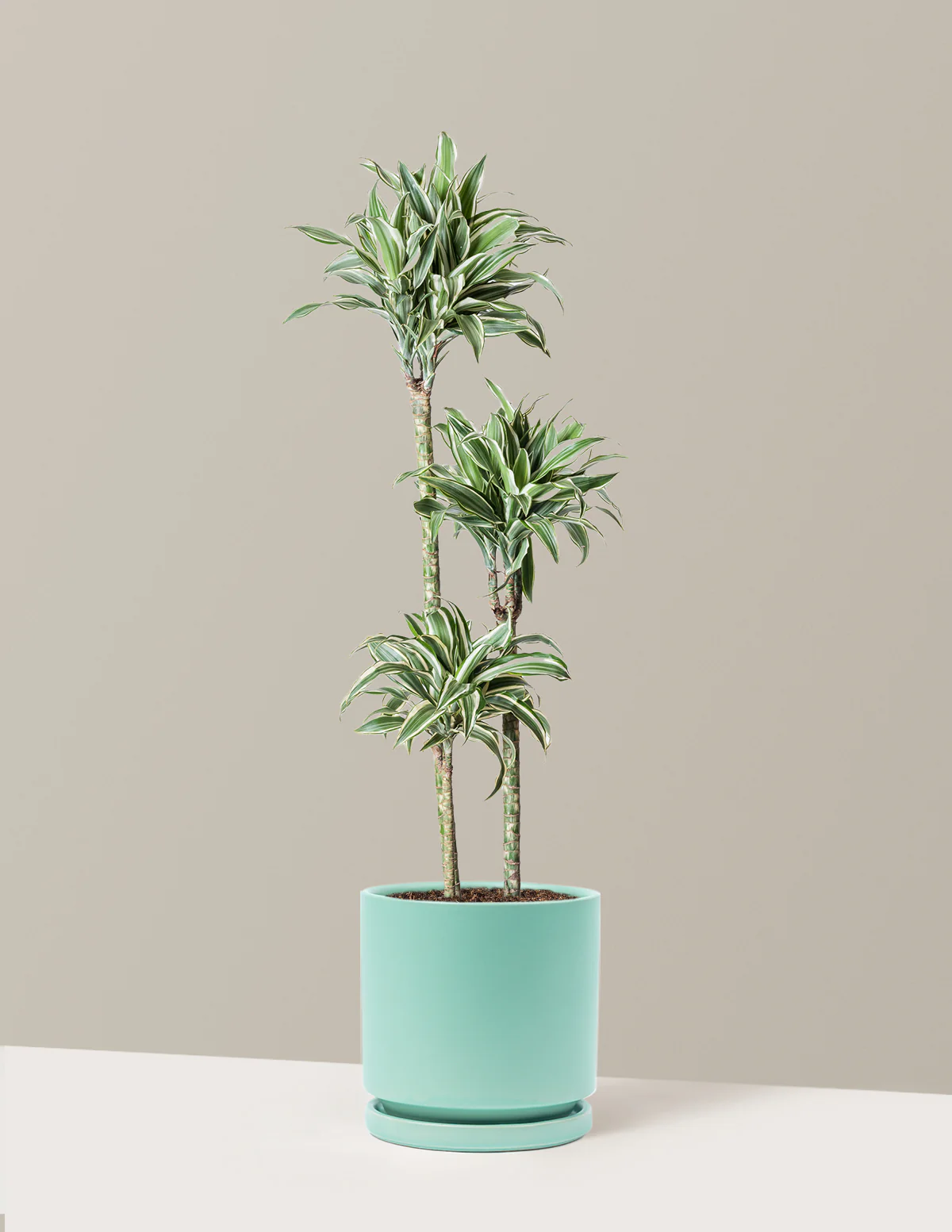 Large Dracaena Warneckii White Jewel - Image 14