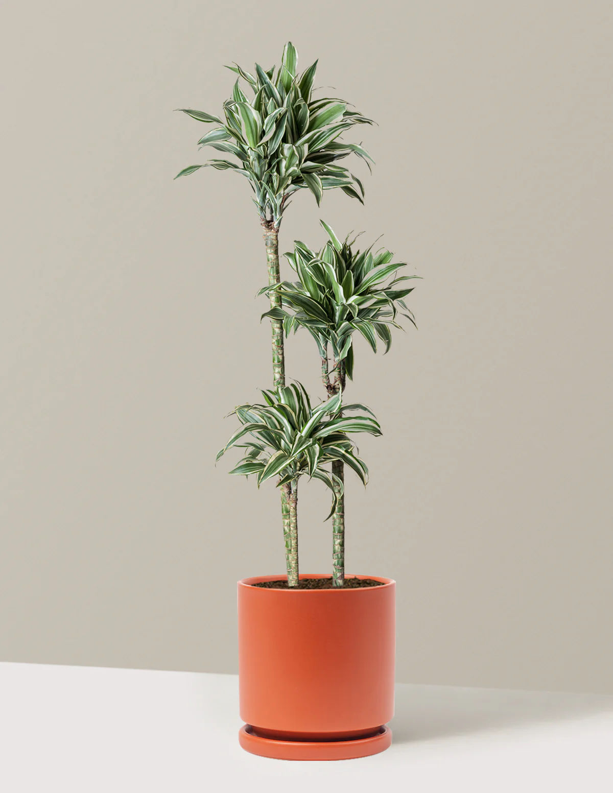 Large Dracaena Warneckii White Jewel - Image 15