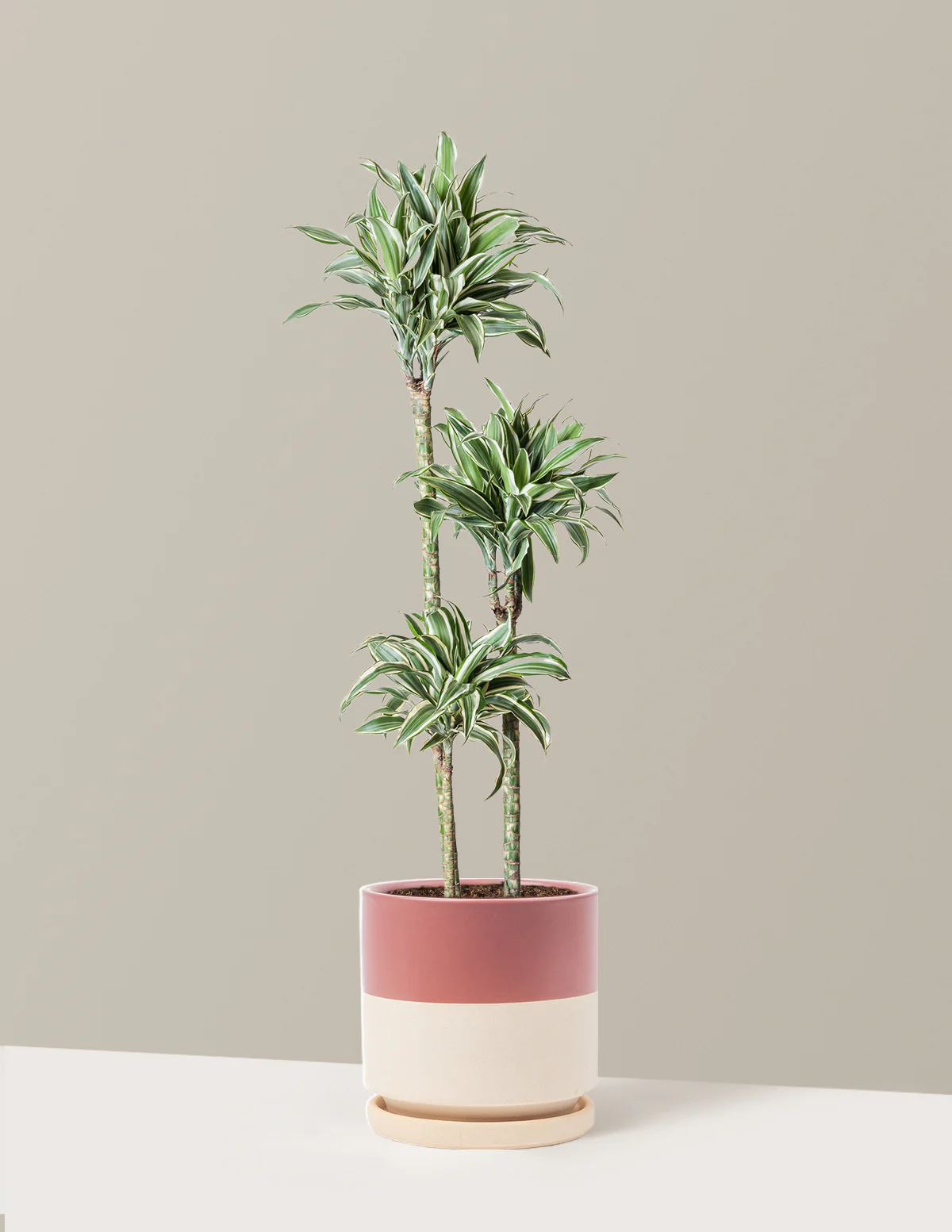 Large Dracaena Warneckii White Jewel - Image 16