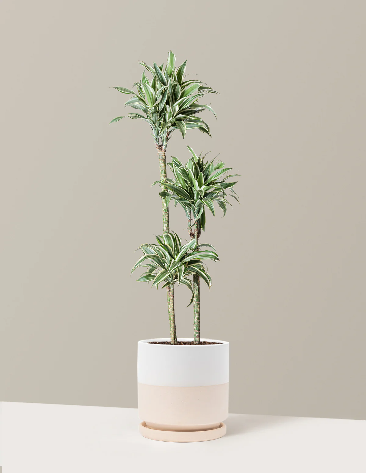 Large Dracaena Warneckii White Jewel - Image 17