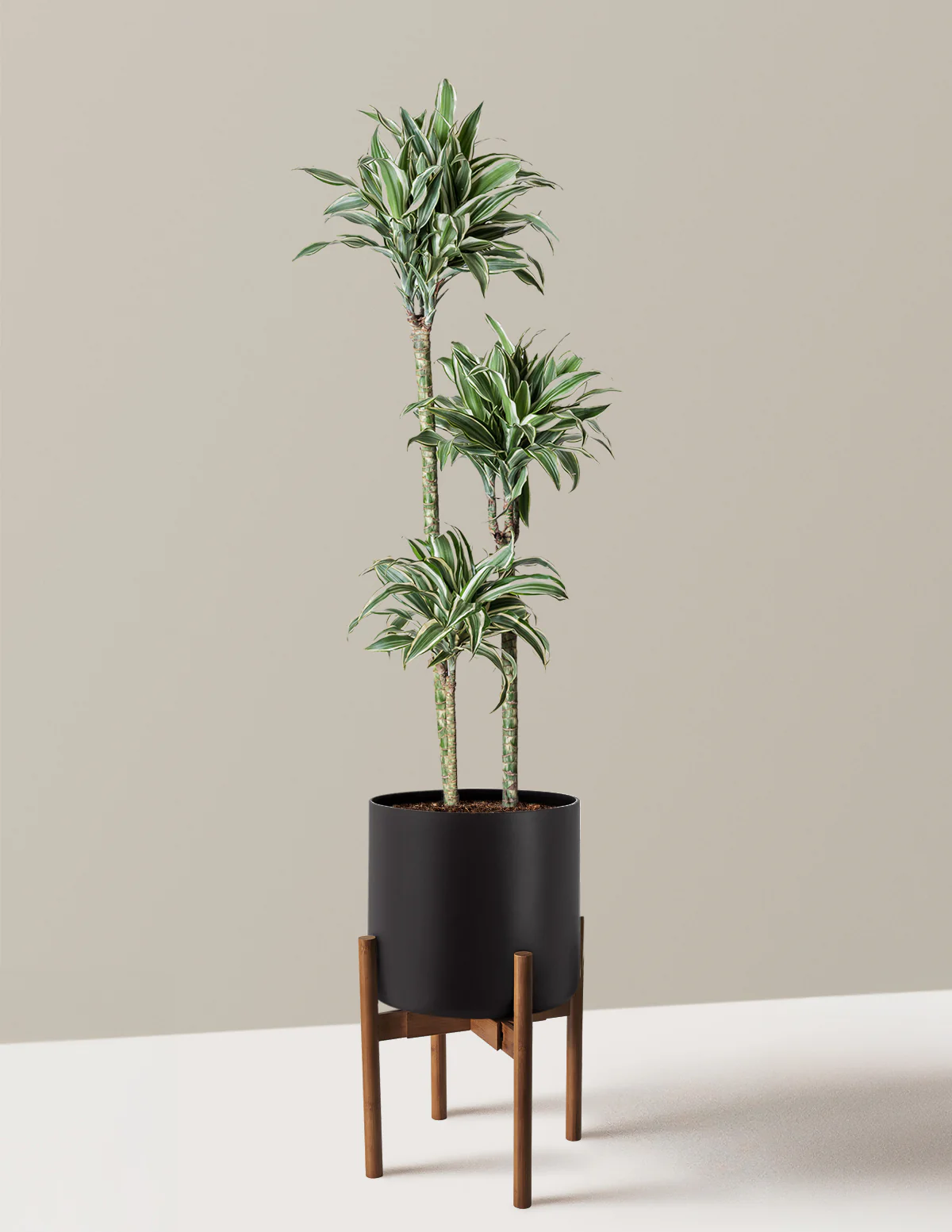 Large Dracaena Warneckii White Jewel - Image 18