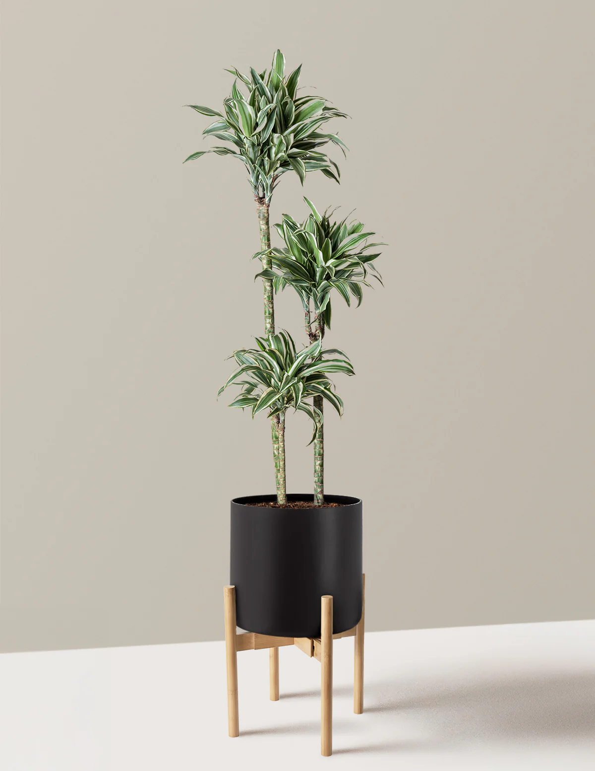 Large Dracaena Warneckii White Jewel - Image 19
