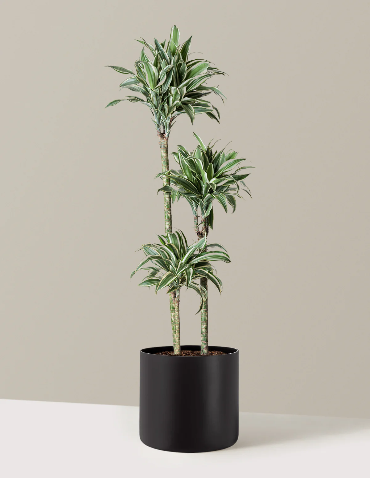 Large Dracaena Warneckii White Jewel - Image 20