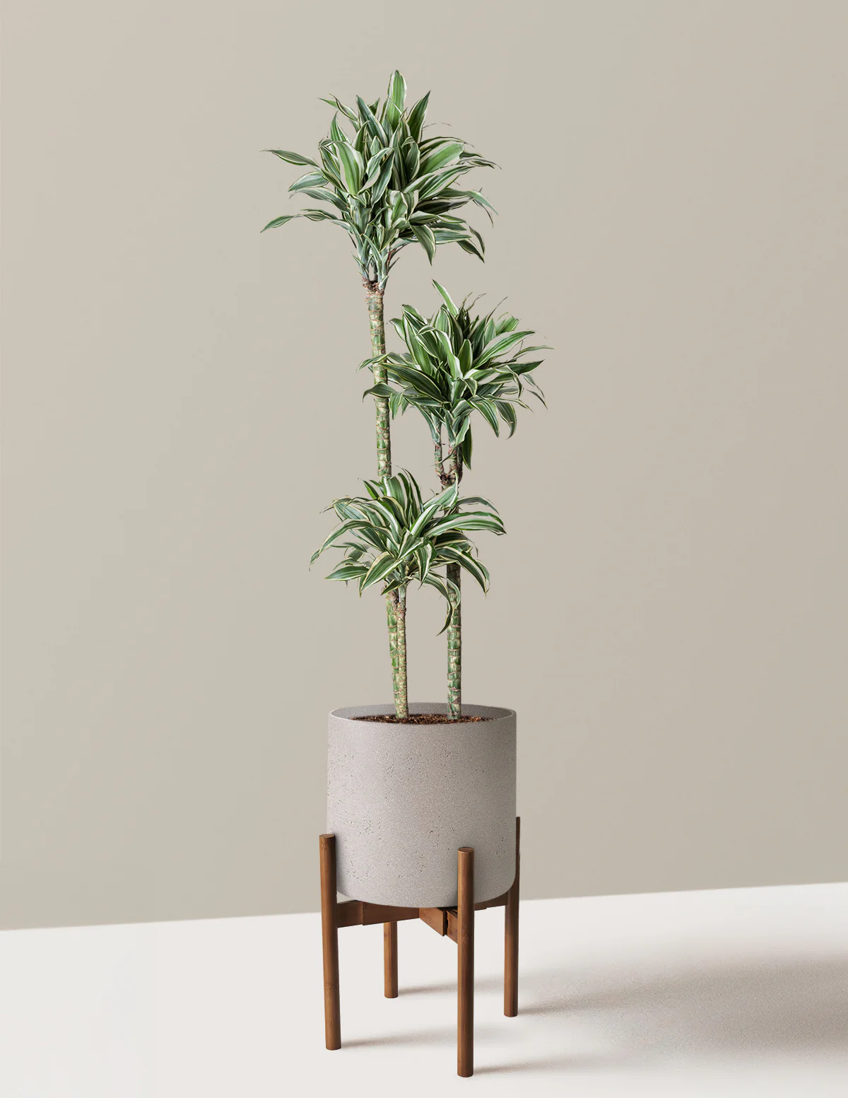 Large Dracaena Warneckii White Jewel - Image 21