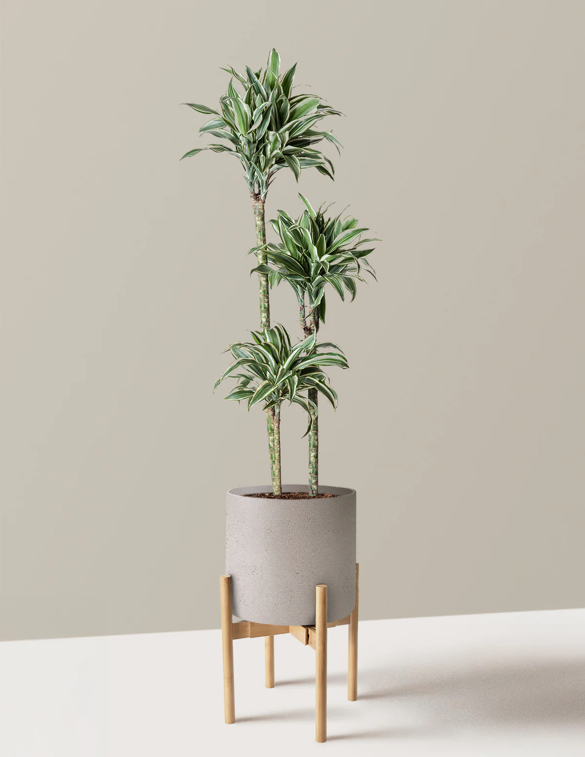 Large Dracaena Warneckii White Jewel - Image 22