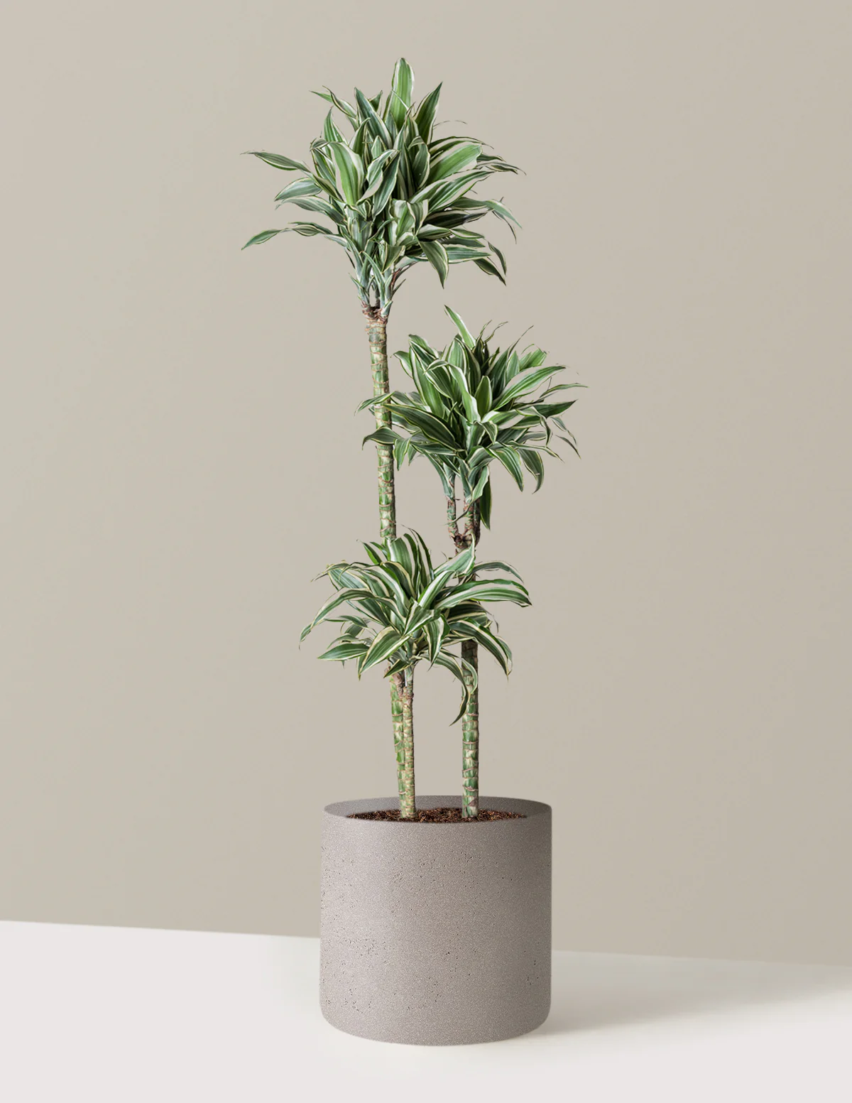 Large Dracaena Warneckii White Jewel - Image 23
