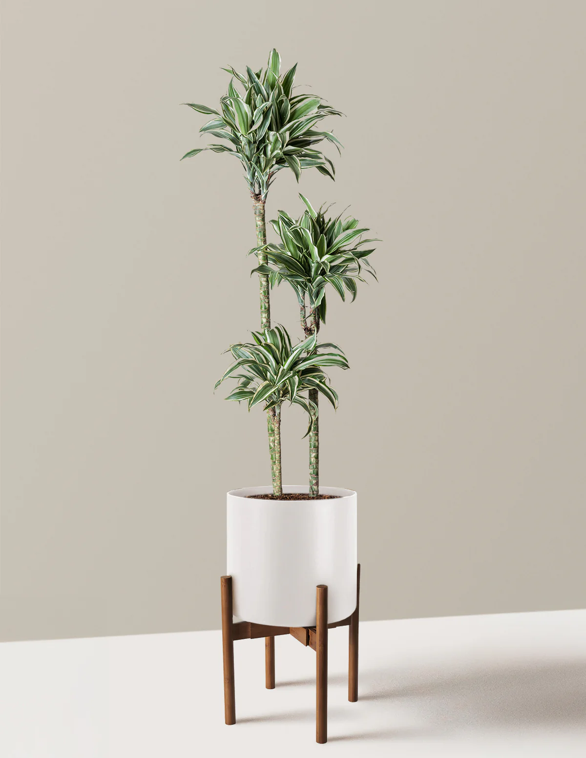 Large Dracaena Warneckii White Jewel - Image 24